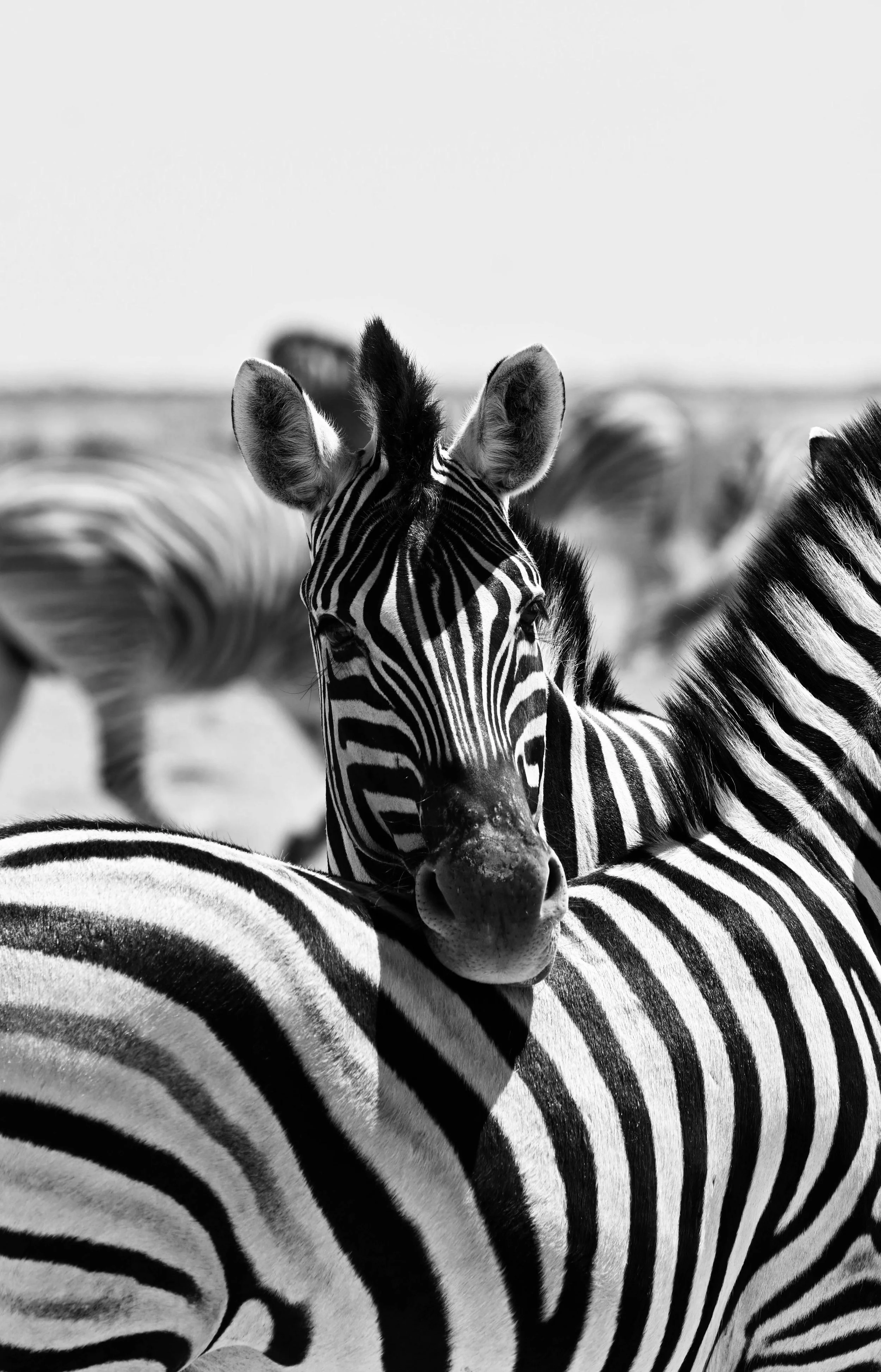 Schwarz-weiße Zebras in einer Herde in der Savanne, Blick auf den Kopf und den Rücken eines Zebras in der Vordergrund, hinter einem weiteren Zebra, im Hintergrund ein blauer Himmel.