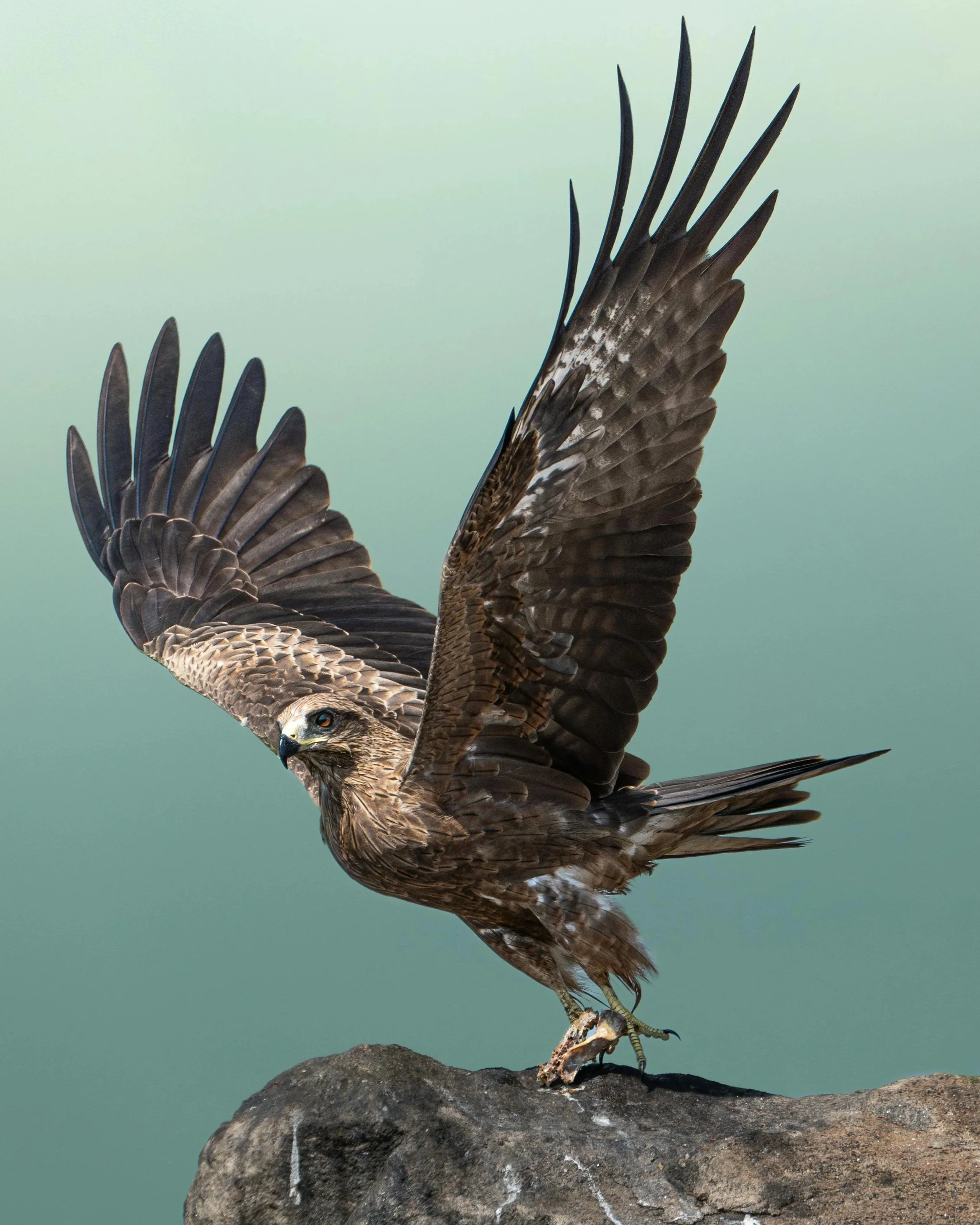 Ein Greifvogel, wahrscheinlich ein Habicht, steht auf einem Felsen und breitet die Flügel aus.