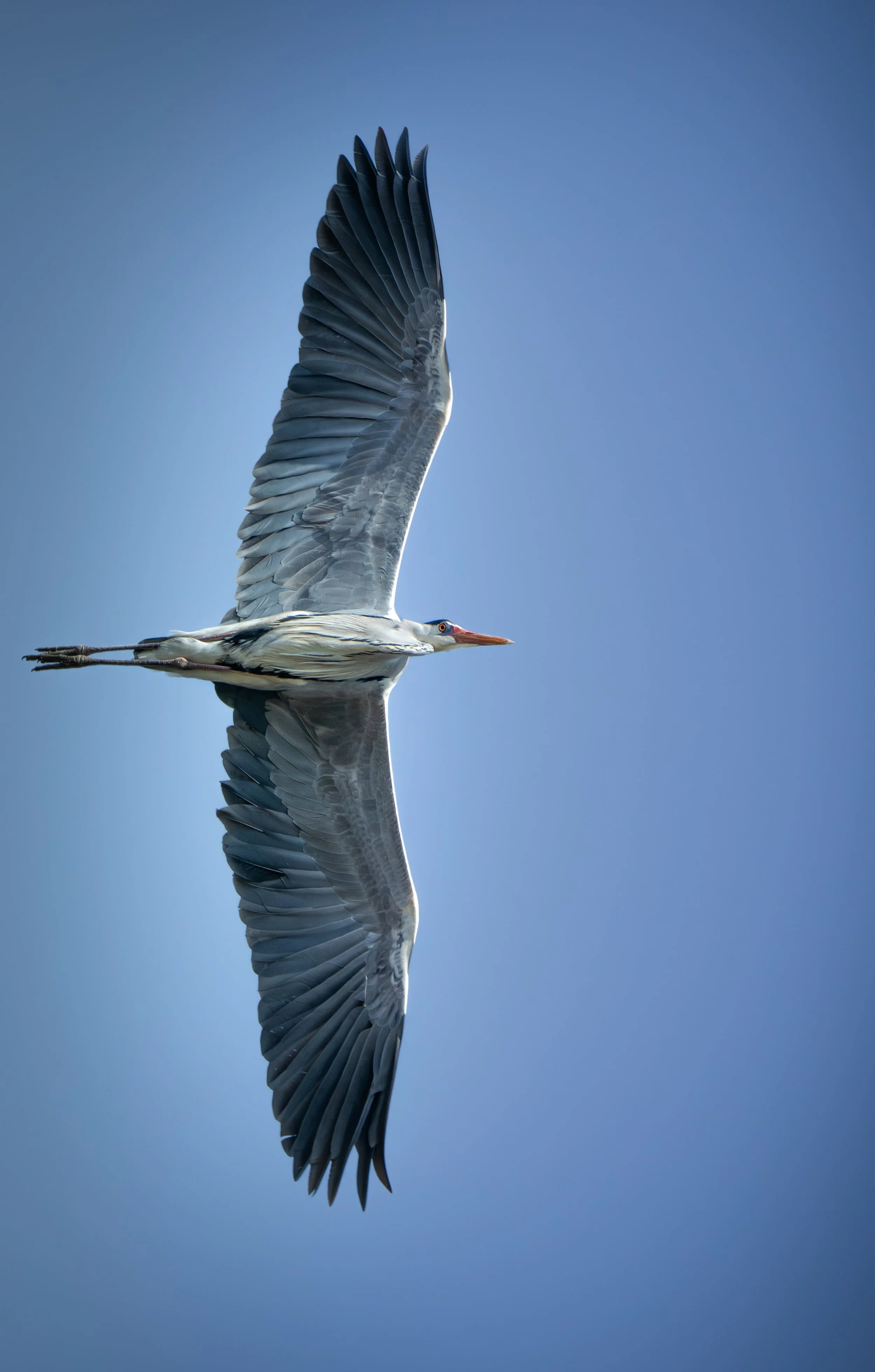 Möwe fliegt vor blauem Himmel