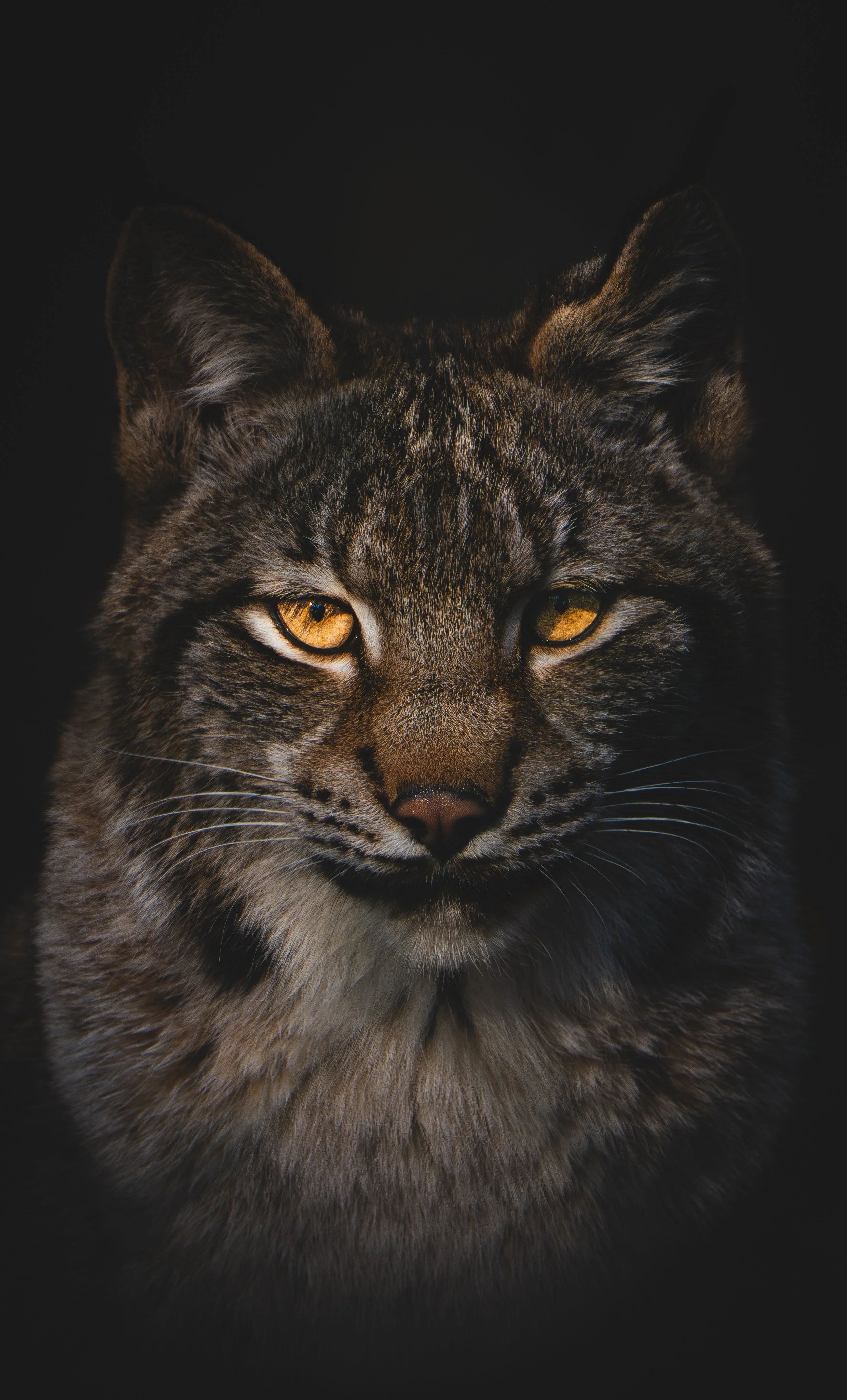 Nahaufnahme eines wilden Katzenkopfes, mit golden schimmernden Augen und braun-grauer gestreifter Fellfarbe, vor schwarzem Hintergrund.