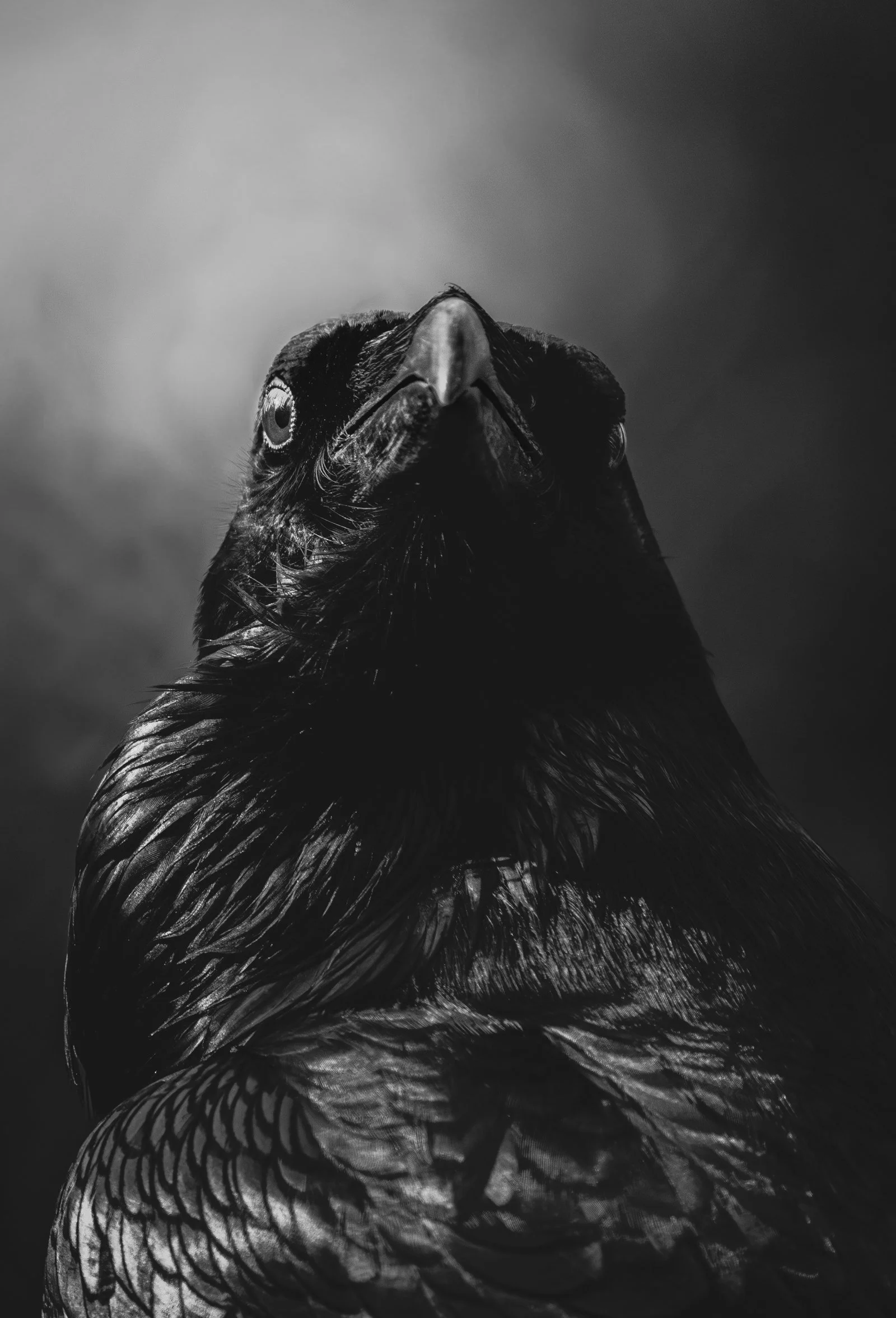 Nahaufnahme eines schwarzen Vogels, möglicherweise einer Hari, in Schwarzweiß dargestellt.