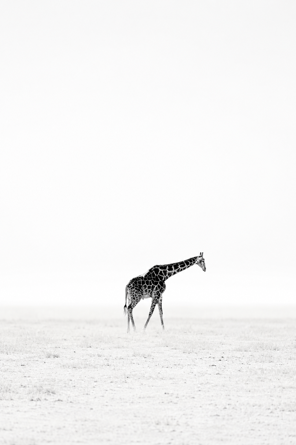 giraffe.png