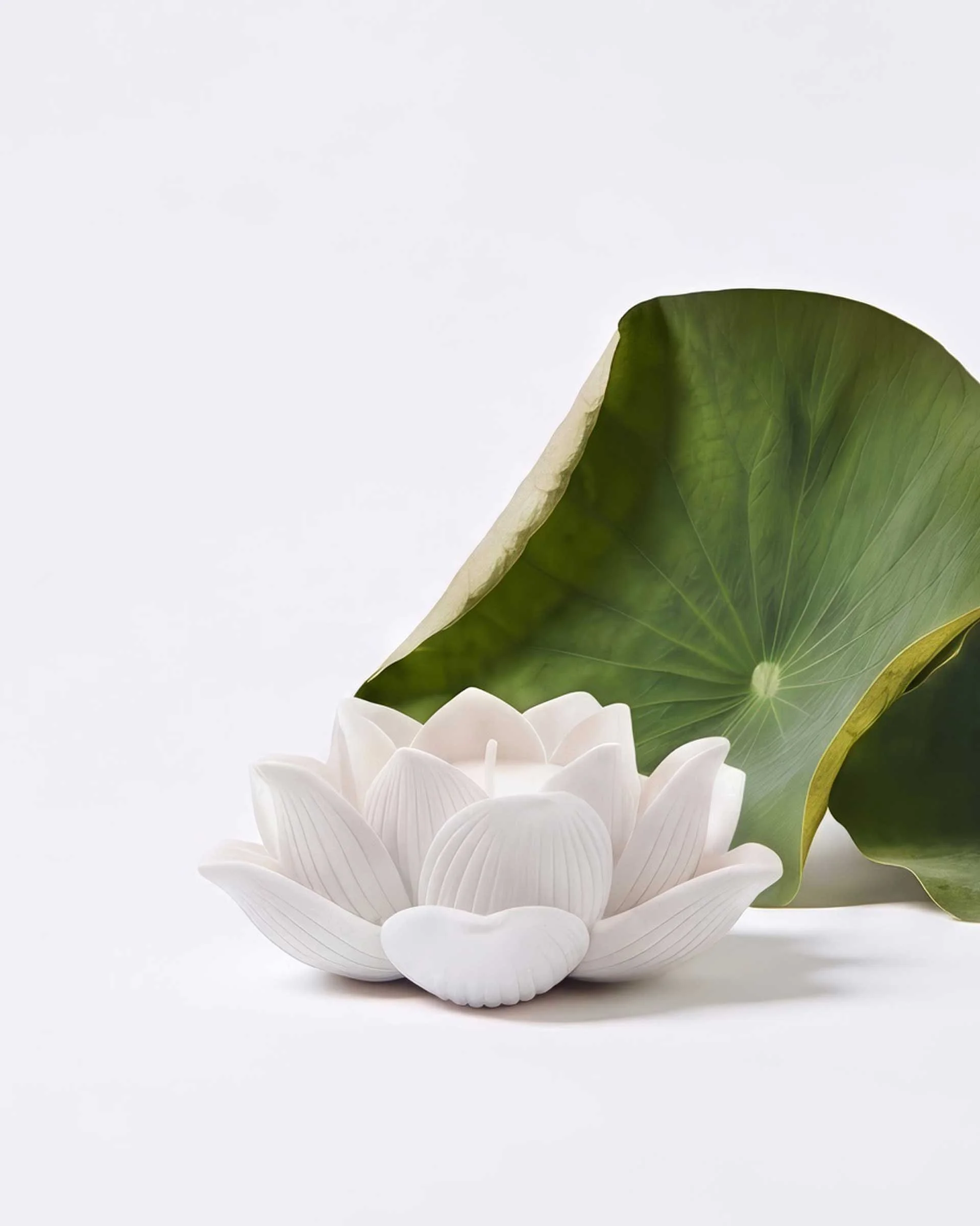 Lotus Elegance