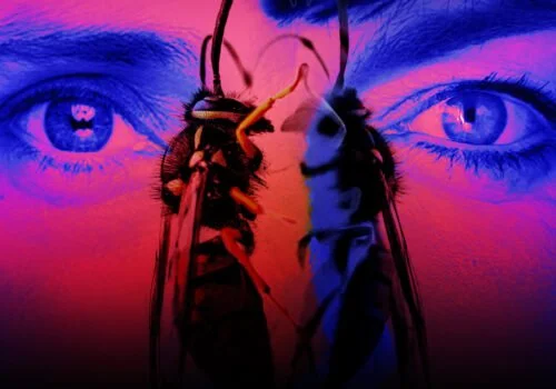 The Wasp