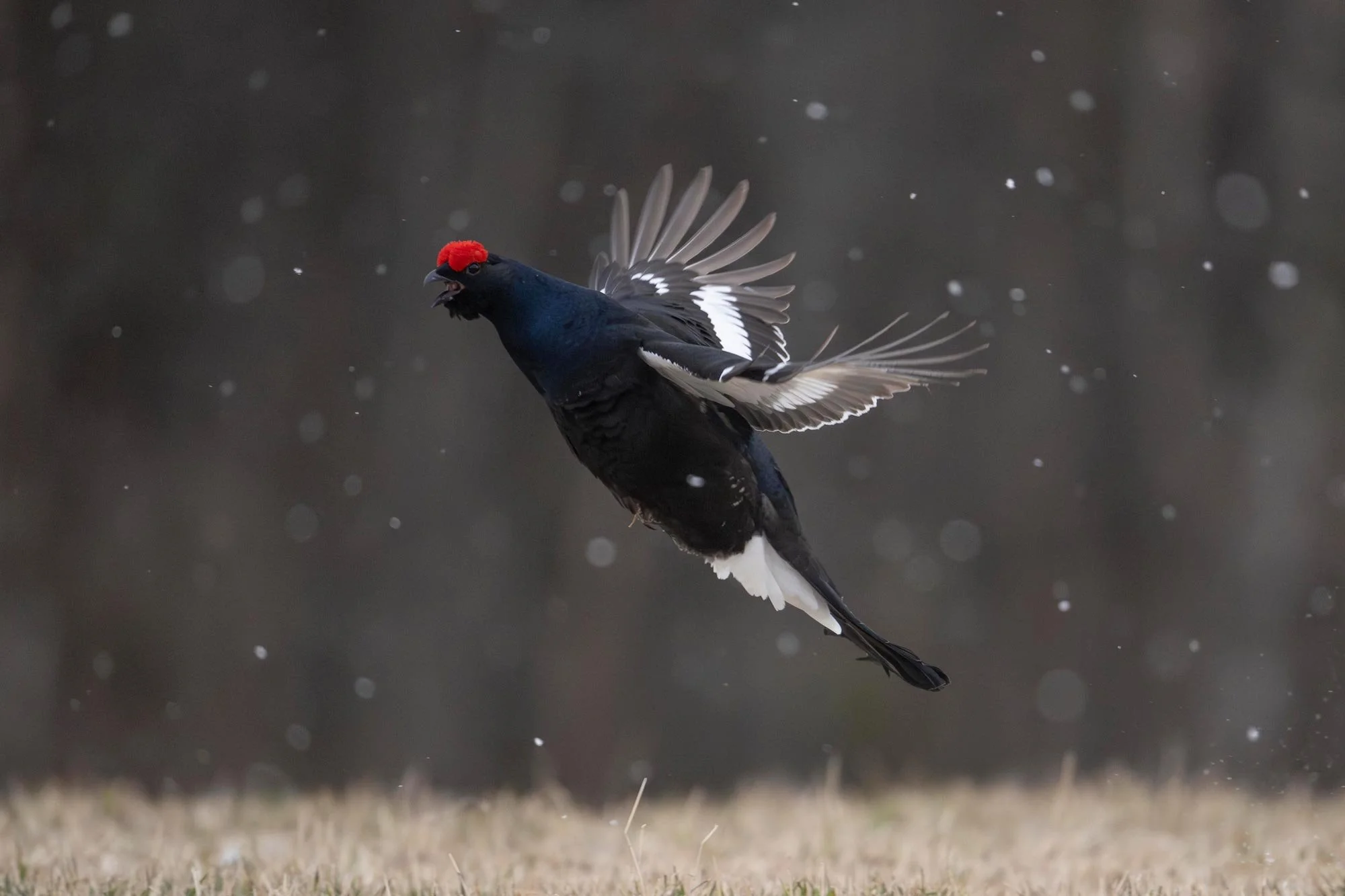 Chamorro-wildlife-photographer-expeditions-destinos-finlandia-03-gallo-lira.jpg