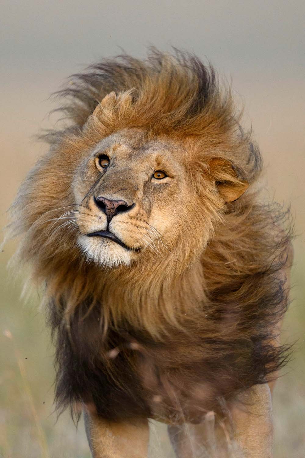 Un león con melena dorada en un fondo de color beige.