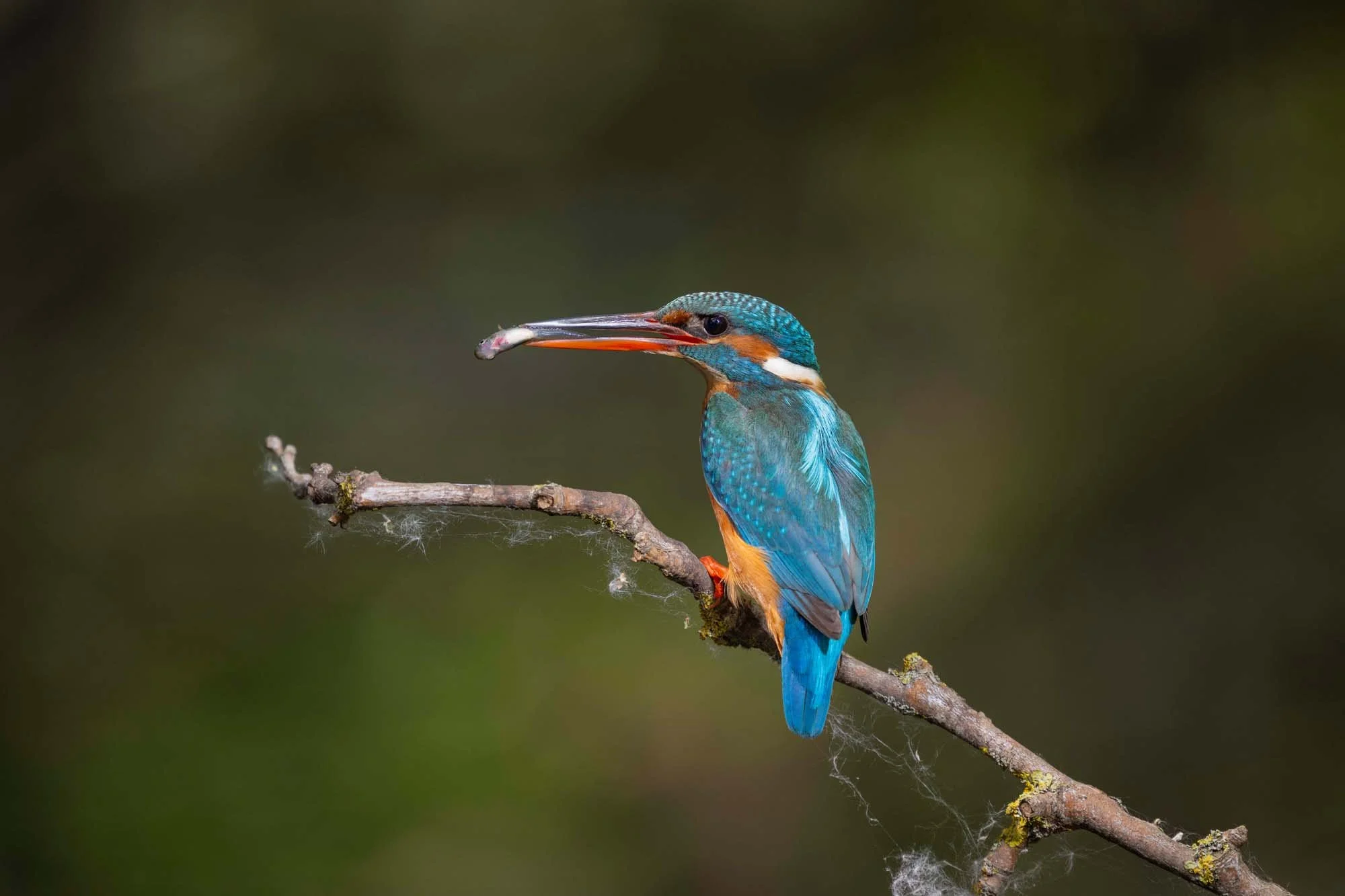 Un martín pescador con plumaje azul y naranja, sosteniendo un pez en el pico, posado en una rama del árbol.