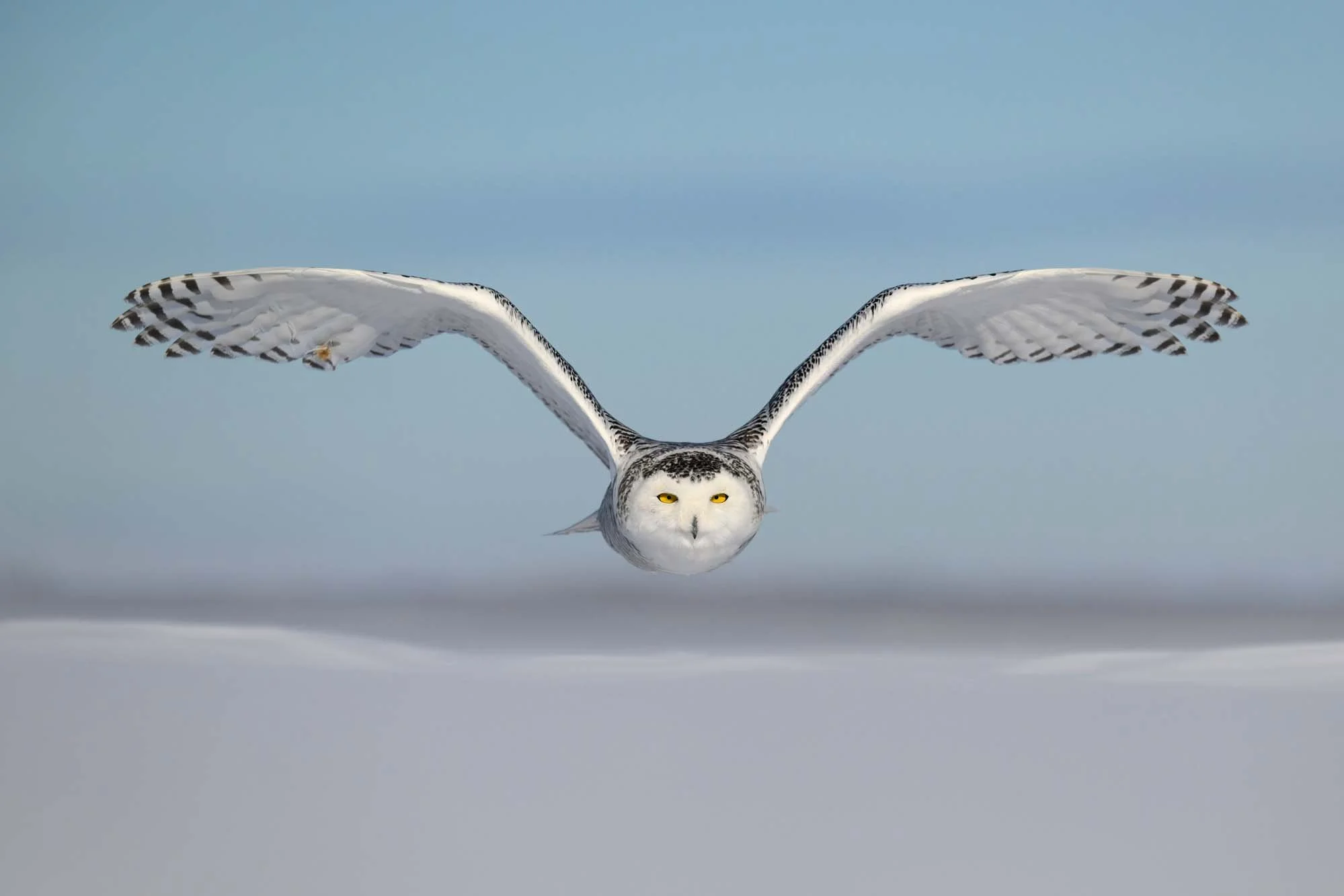 Búho en vuelo con alas extendidas y plumas blancas y negras, volando en el cielo azul.