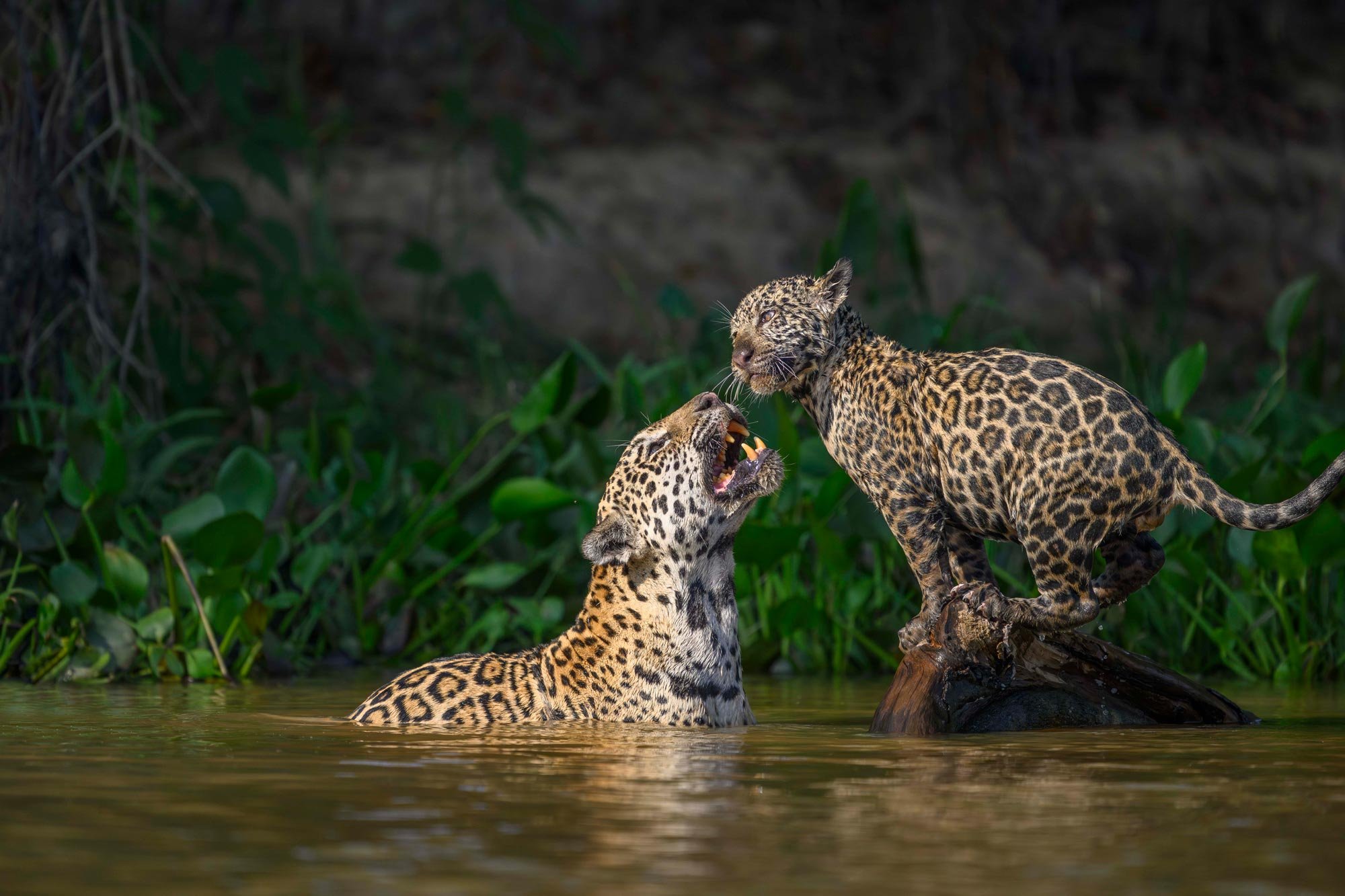 Dos jaguares en el agua, uno en un árbol y otro en la orilla, en un entorno selvático