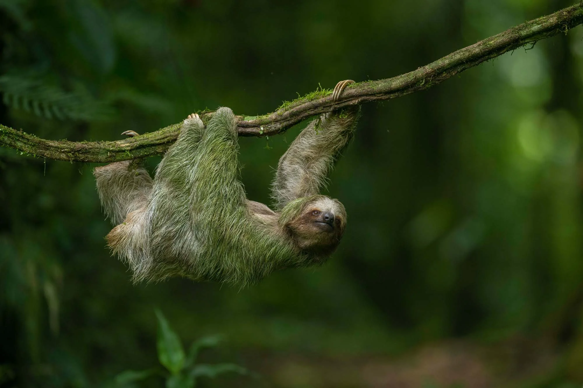 Perezoso colgado de un árbol en una selva tropical con fondo de vegetación verde.