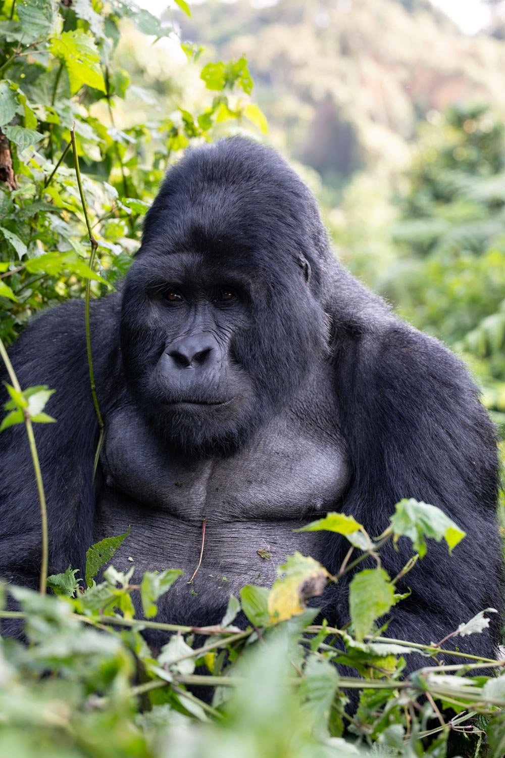 Un gorila de espalda robusta y peluda en la selva, rodeado de vegetación verde.