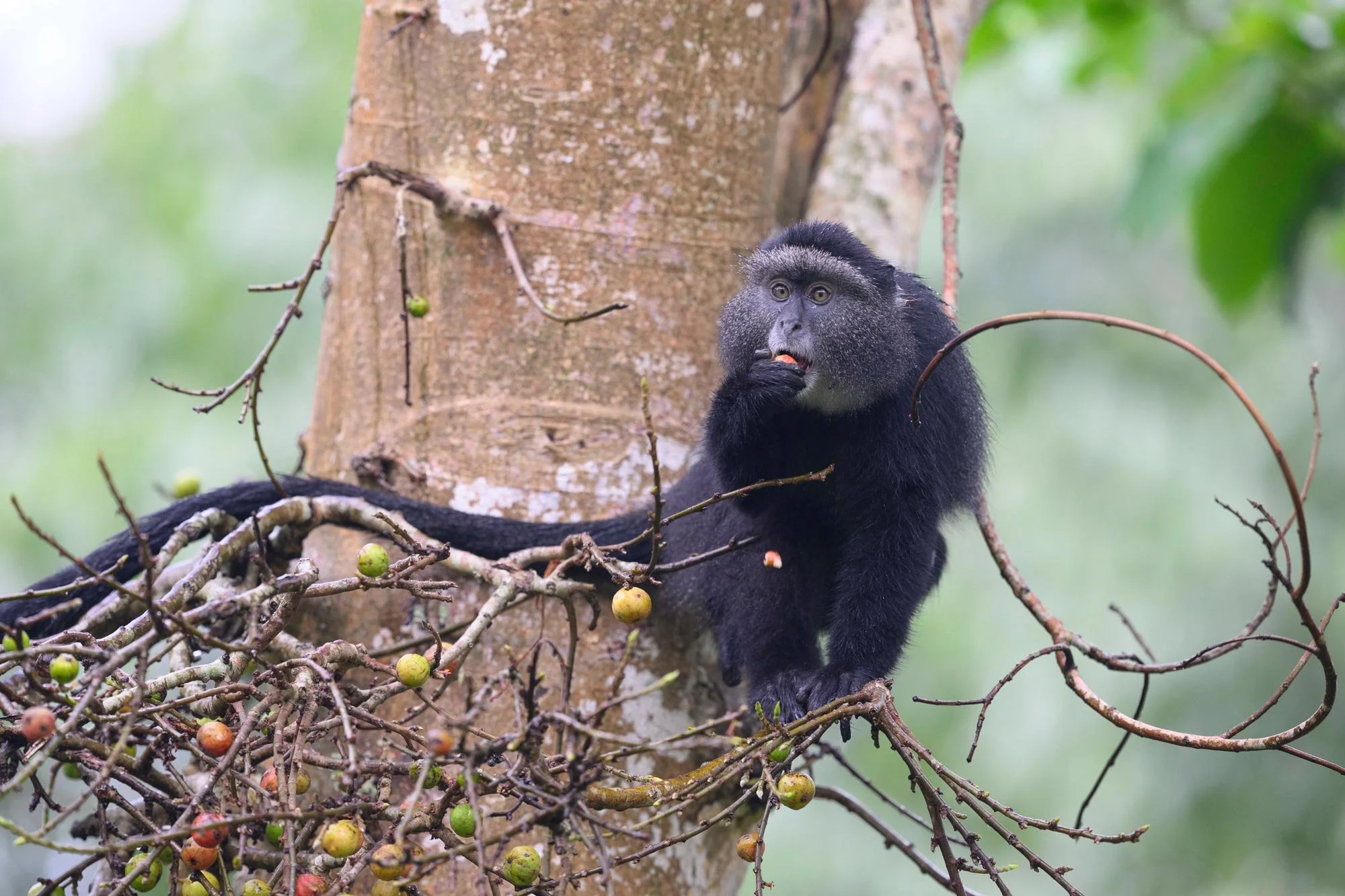 Un mono negro con cara gris y piel clara en un árbol, comiendo una fruta en la selva.