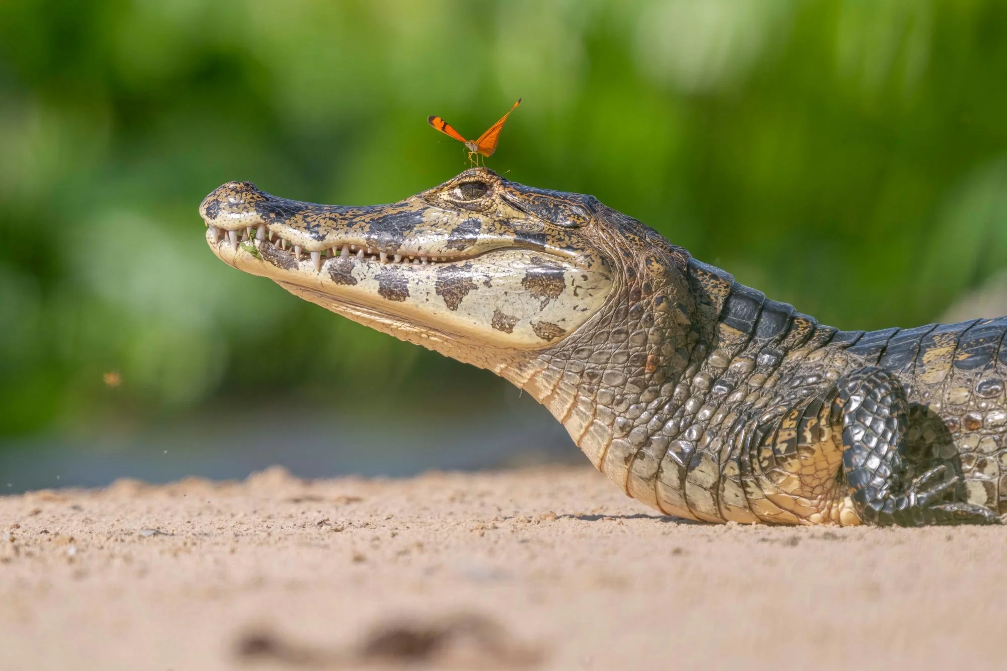 Una caimán en la arena con un fondo verde y un insecto volador en su hocico.