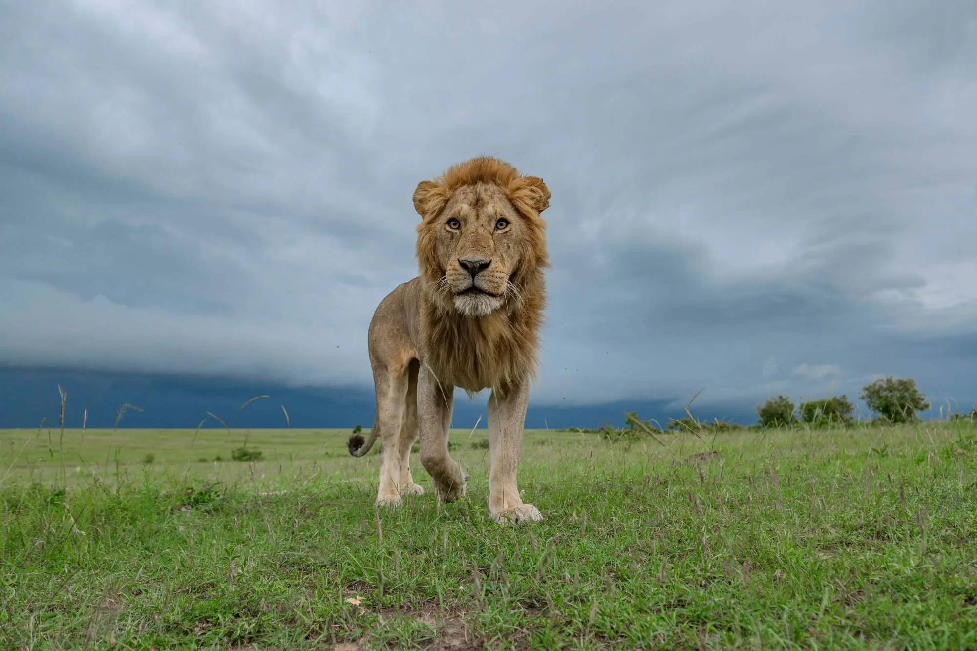 Un león con melena dorada mira hacia la cámara en un paisaje de pradera con cielo nublado.