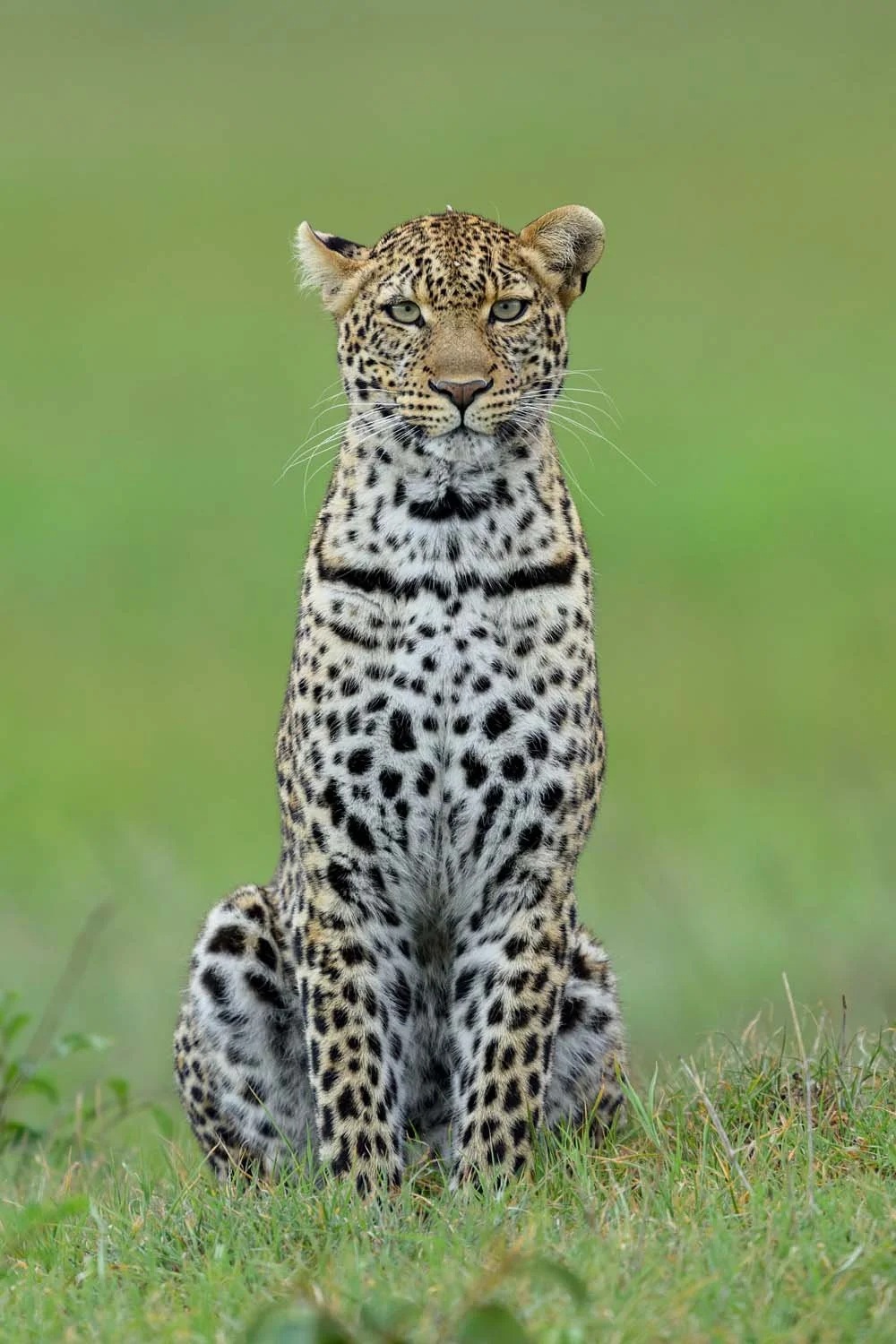 Leopardo sentado en la hierba con fondo verde difuso.
