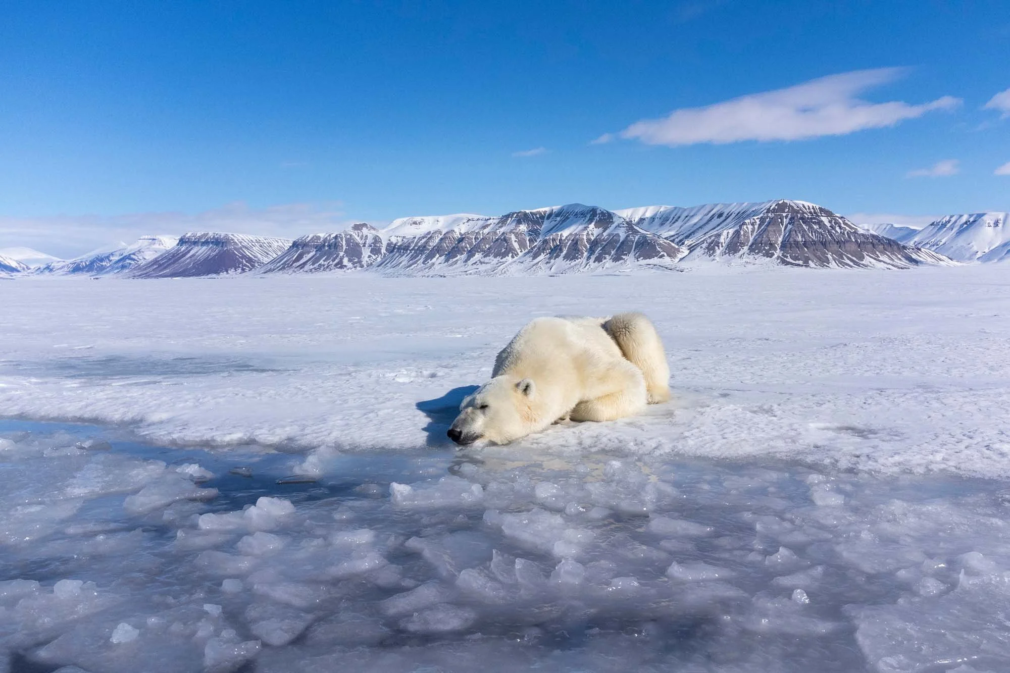 Un perro blanco y amarillo acostado sobre hielo en un paisaje glacial con montañas nevadas y cielo azul con algunas nubes.