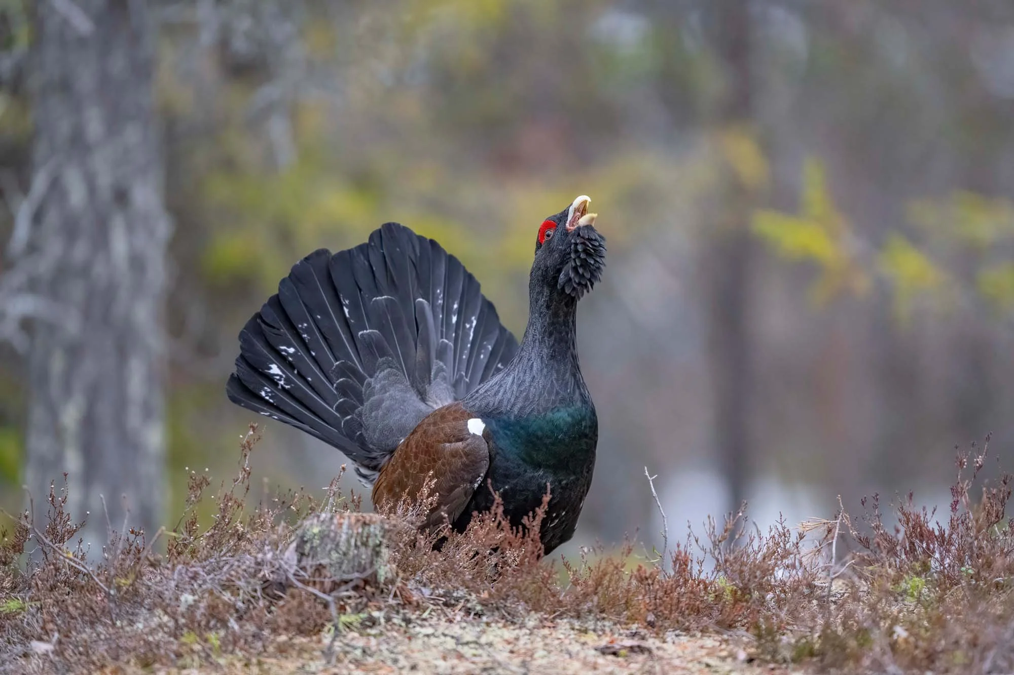 Gallo de cola larga con plumas negras, cabeza roja y pico abierto en un bosque