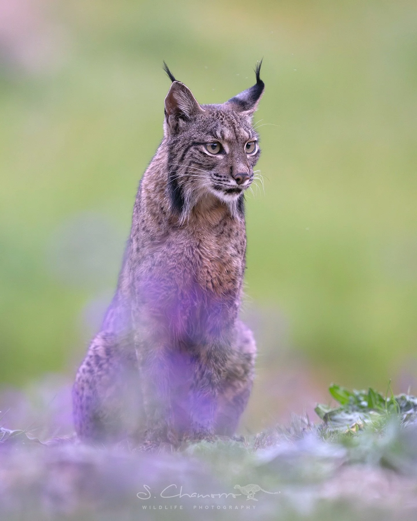 Spring &bull; Primavera
&bull;
El lince ib&eacute;rico, el felino m&aacute;s amenazado de Europa durante d&eacute;cadas, se ha convertido tambi&eacute;n en uno de los grandes s&iacute;mbolos de la conservaci&oacute;n en la Pen&iacute;nsula Ib&eacute;