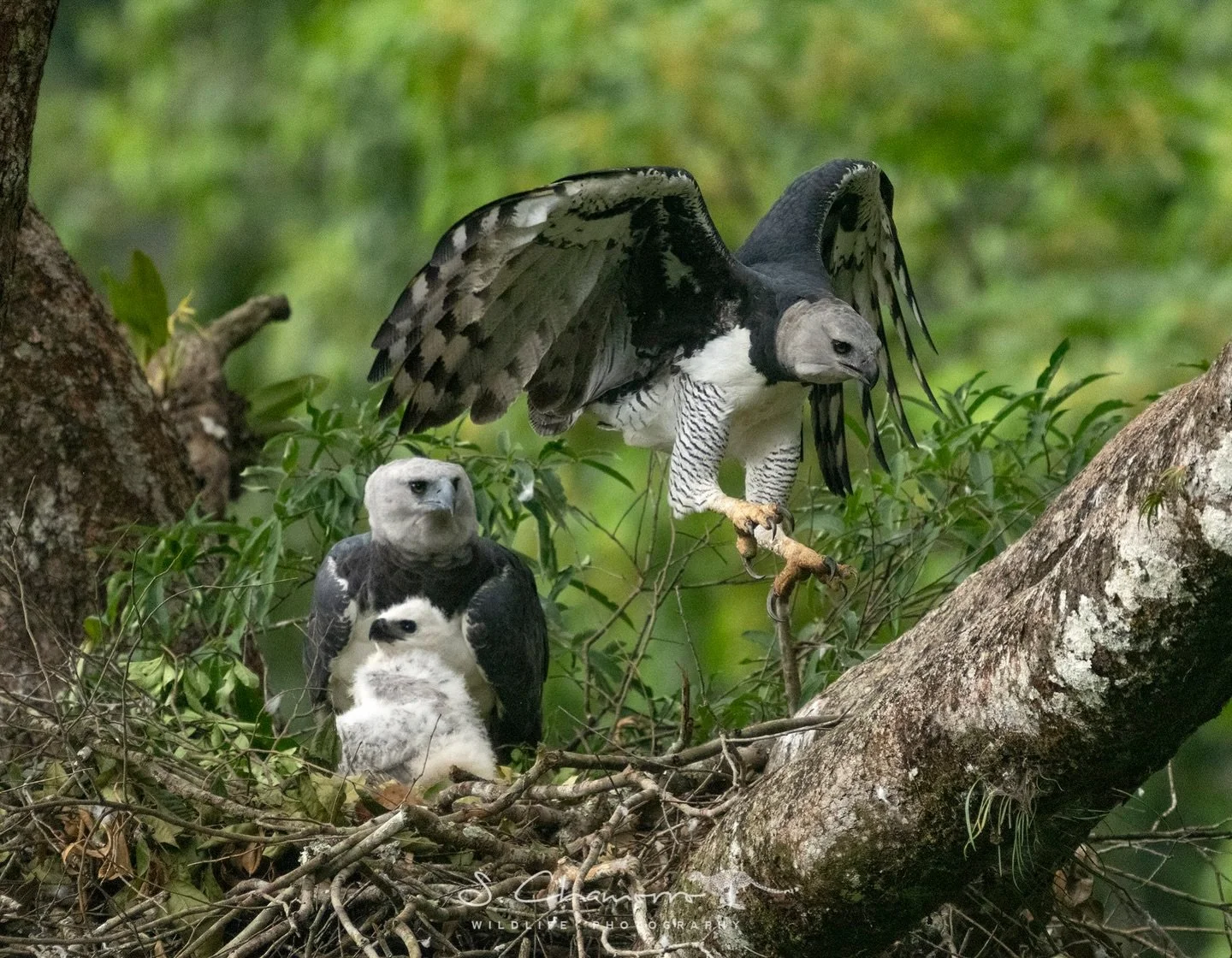 Poderosa &bull; Powerful
&bull;
Las &aacute;guilas arp&iacute;as son una de las rapaces m&aacute;s grandes y poderosas del planeta. En los bosques tropicales de Am&eacute;rica cazan principalmente perezosos y monos, aunque tambi&eacute;n pueden captu