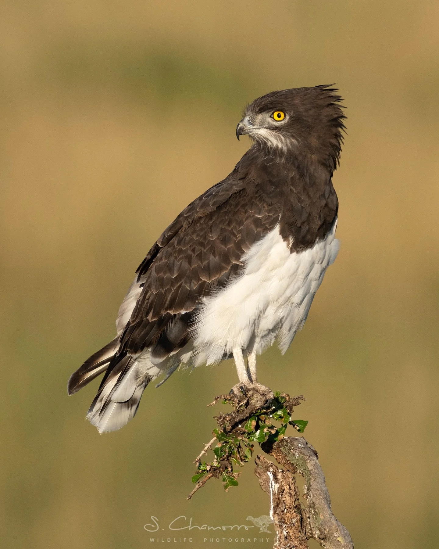 Observadora &bull; Observer
&bull;
El &aacute;guila culebrera pechinegra pasa horas vigilando el terreno desde lo alto, especializada en localizar reptiles entre la hierba del Masai Mara.
Su dieta est&aacute; formada principalmente por serpientes, a 