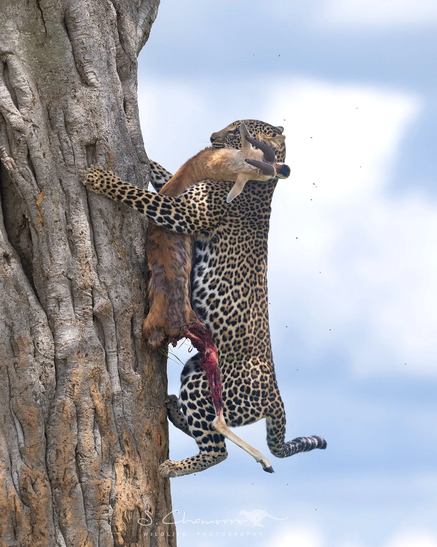 Rescate &bull; Recovery
&bull;
Akira ascendiendo al &aacute;rbol con la presa entre las mand&iacute;bulas, utilizando la fuerza y la precisi&oacute;n que hacen de los leopardos los grandes maestros de las alturas.
Despu&eacute;s de que su cachorro de