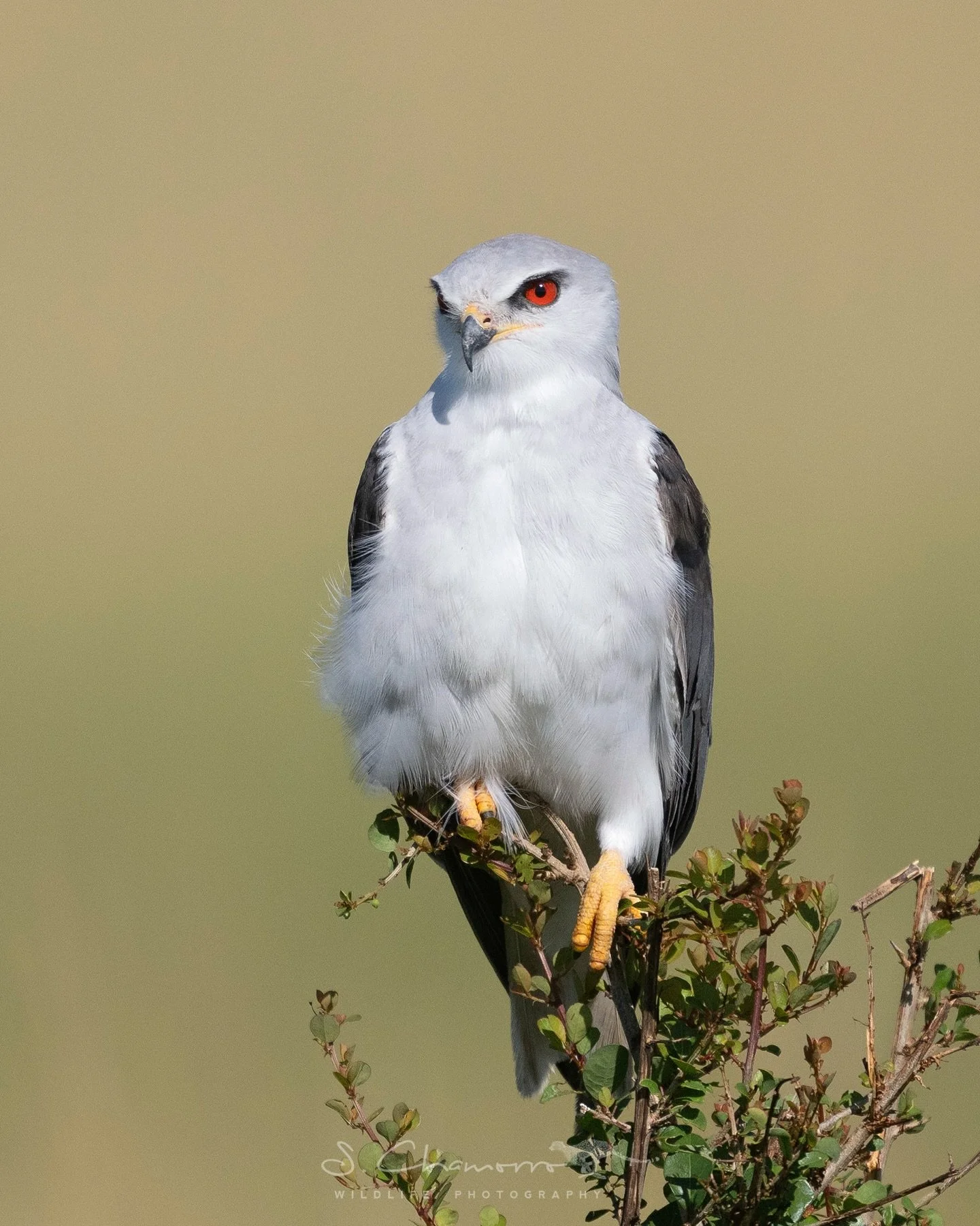 Centinela &bull; Sentinel
&bull;
El elanio azul es una de las peque&ntilde;as rapaces m&aacute;s elegantes del Masai Mara.
Con sus ojos rojizos y su vuelo ligero, pasa horas buscando peque&ntilde;os roedores e insectos entre la hierba de la sabana. A