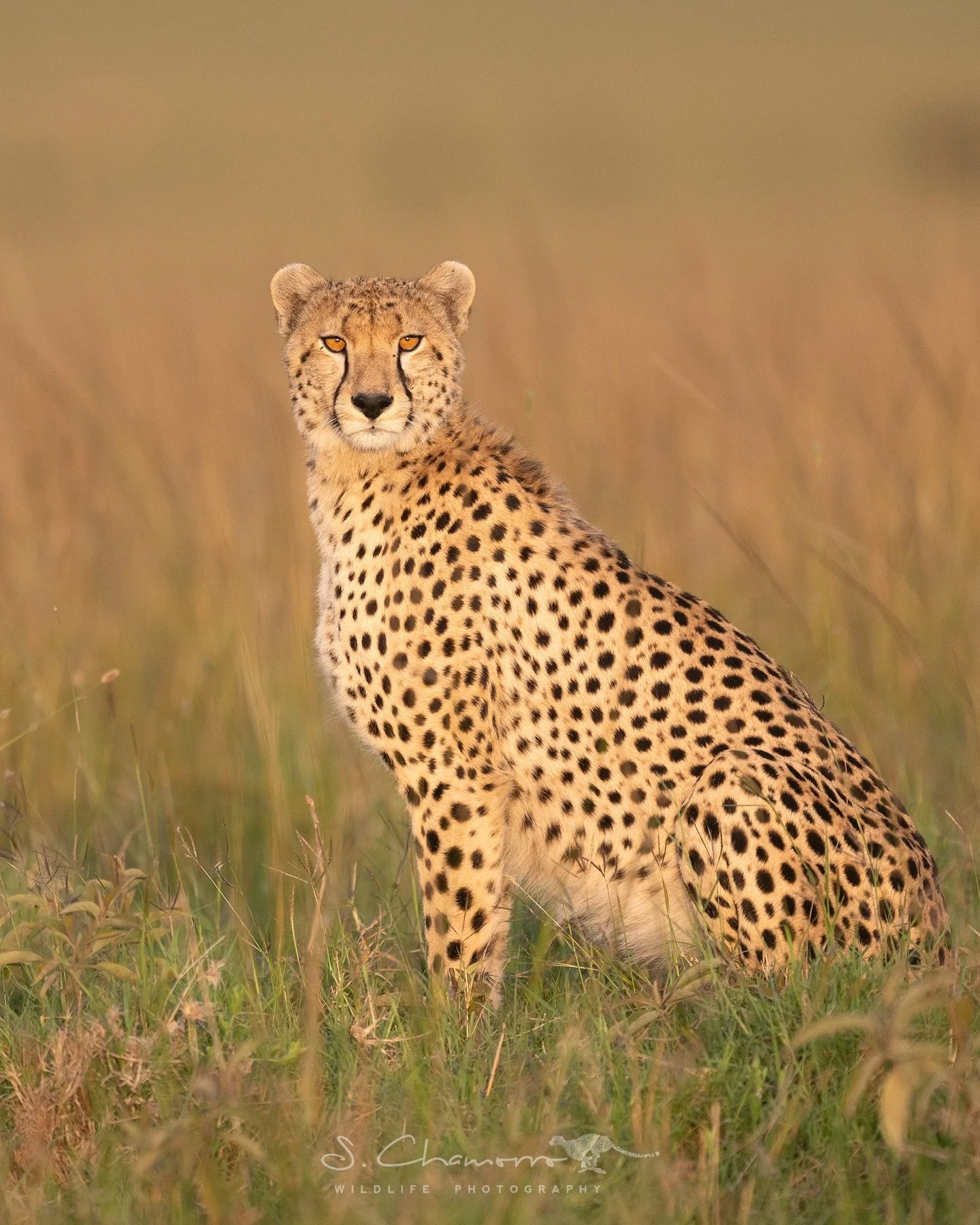 Obik
&bull;
Obik con las &uacute;ltimas luces doradas del d&iacute;a en el Masai Mara. 
Pasamos bastante tiempo con &eacute;l mientras intentaba cazar. Primero observando desde la hierba y despu&eacute;s subido a un termitero, utilizando la altura pa