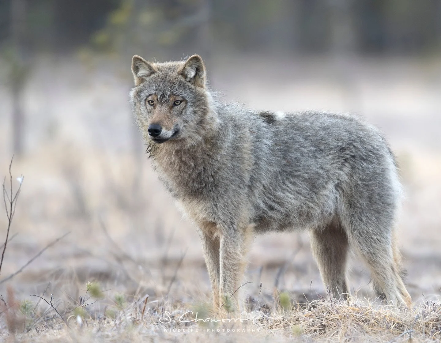 El lobo &bull; Wolf
&bull;
Uno de los encuentros m&aacute;s especiales de este a&ntilde;o en Finlandia: el lobo (Canis lupus lupus).
Silencioso, inteligente y extraordinariamente adaptable, el lobo sigue siendo uno de los grandes s&iacute;mbolos de l