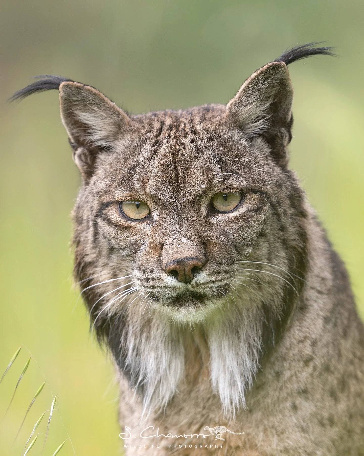 La mirada del lince &bull; The lynx&rsquo;s gaze
&bull;
El lince no observa: mide, escucha, descifra.
Su mirada conecta directamente con lo m&aacute;s primitivo de la naturaleza.
Frente a &eacute;l, uno entiende que a&uacute;n quedan fragmentos del m