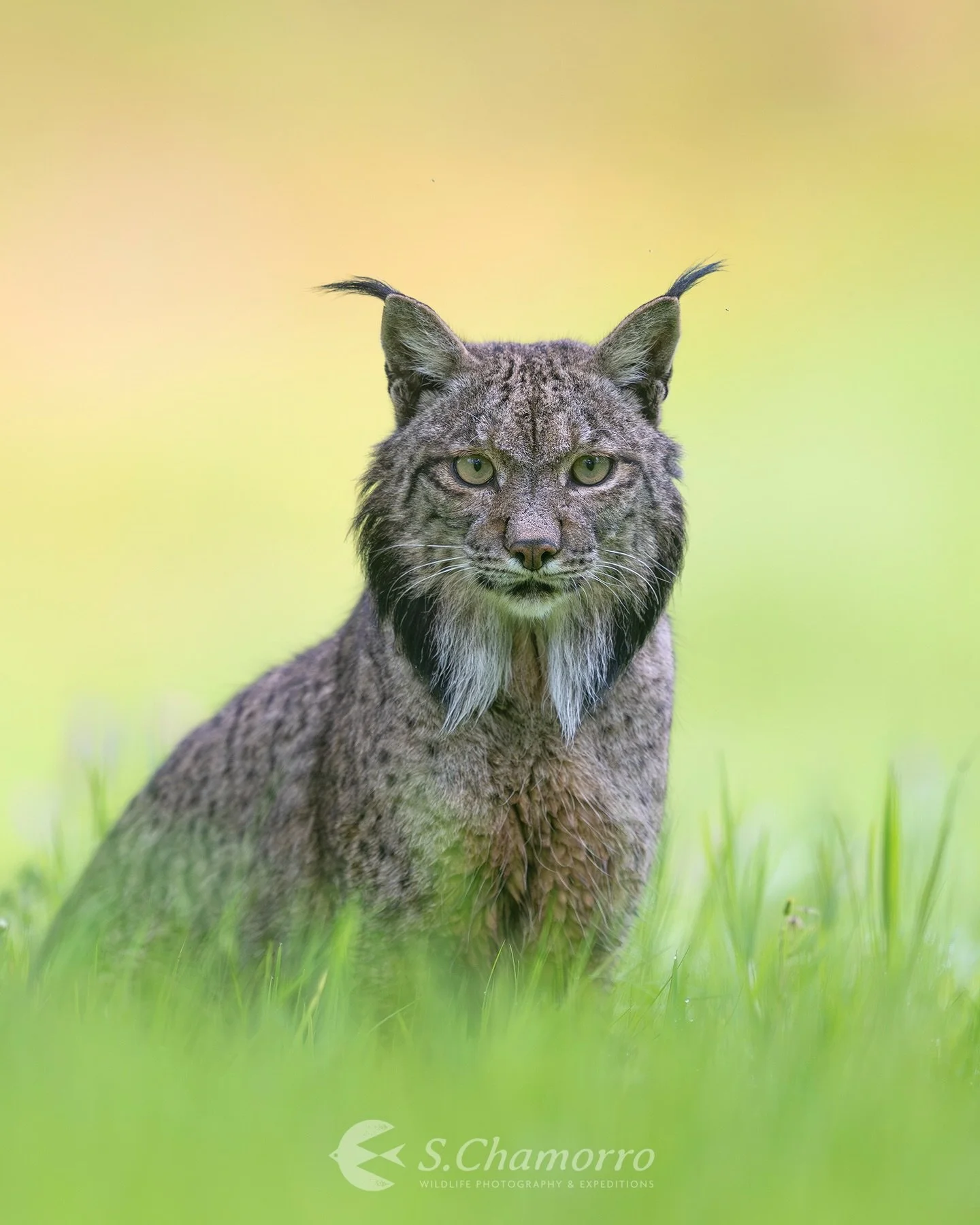 Vigilante &bull; Vigilant
&bull;
Este lince ib&eacute;rico, llamado Pirineo, descansa y nos observa entre el verde intenso de la primavera. Su presencia, hoy ya cada vez m&aacute;s estable, es una historia de recuperaci&oacute;n en marcha.
Durante a&