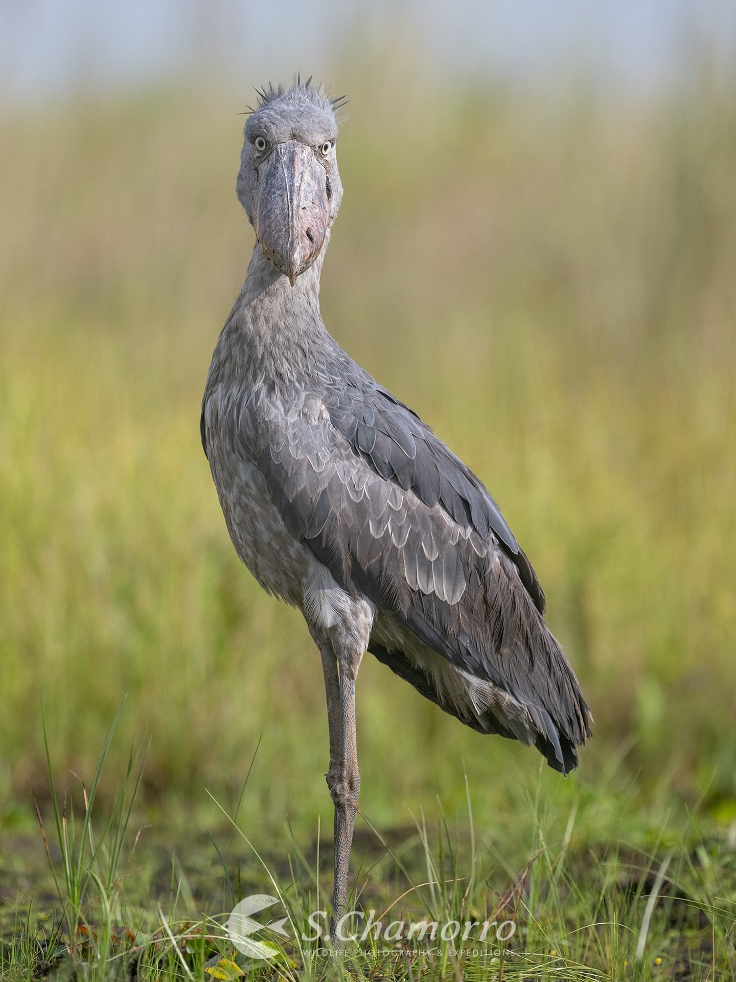 Prehist&oacute;rico &bull; Prehistoric
&bull;
Habitante de grandes humedales de &Aacute;frica oriental y central, el picozapato destaca por su enorme pico, una herramienta extraordinariamente eficaz para capturar peces de gran tama&ntilde;o. Su estra