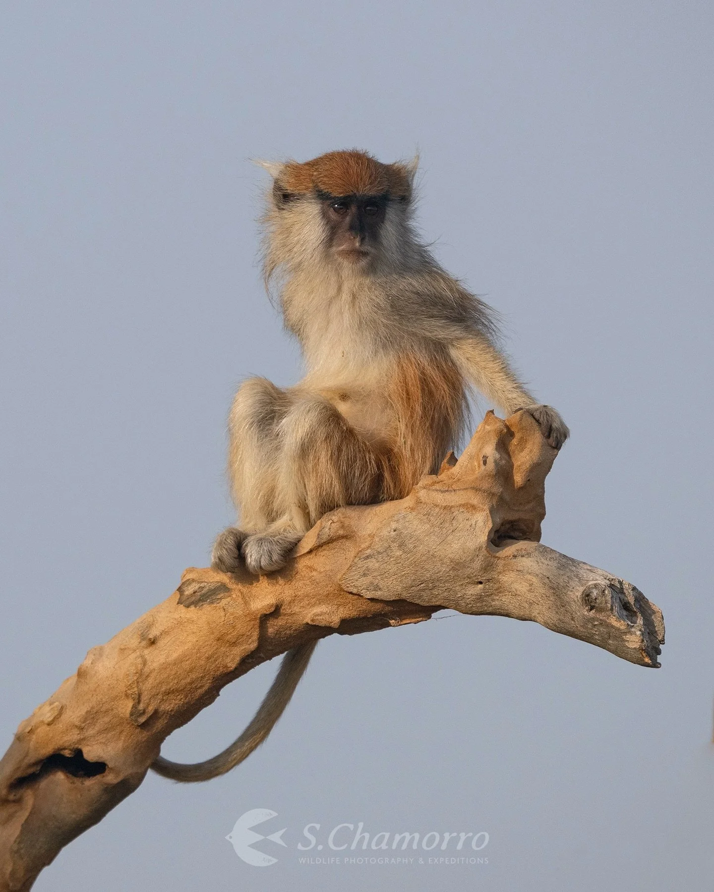 Veloz &bull; Fast
&bull;
El mono patas (Erythrocebus patas) es el primate terrestre m&aacute;s r&aacute;pido del mundo.
A diferencia de otros monos que buscan refugio en los &aacute;rboles, el patas pasa gran parte de su vida en el suelo. Sus largas 