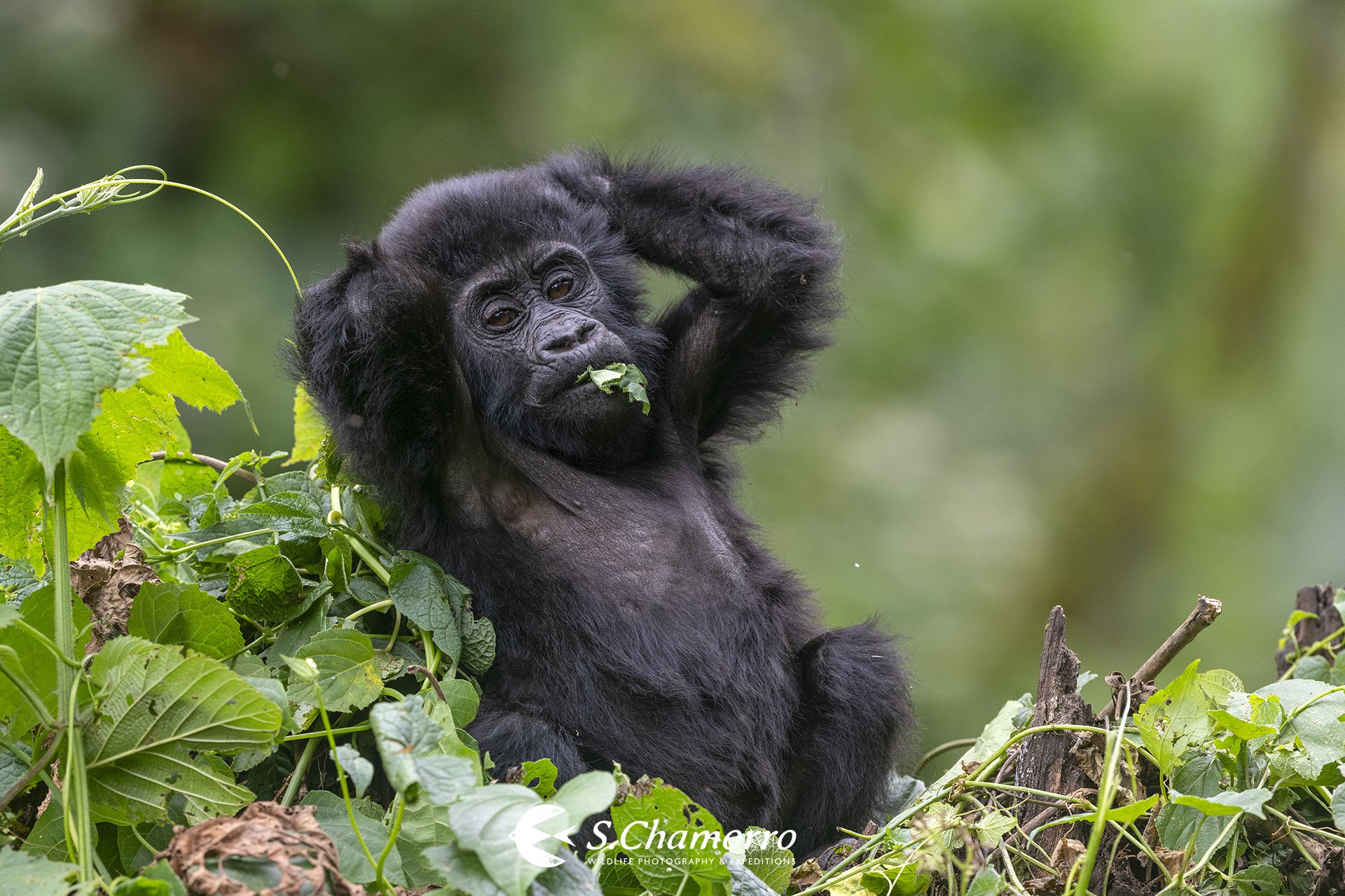 Cinco momentos que hacen de Uganda un viaje inolvidable