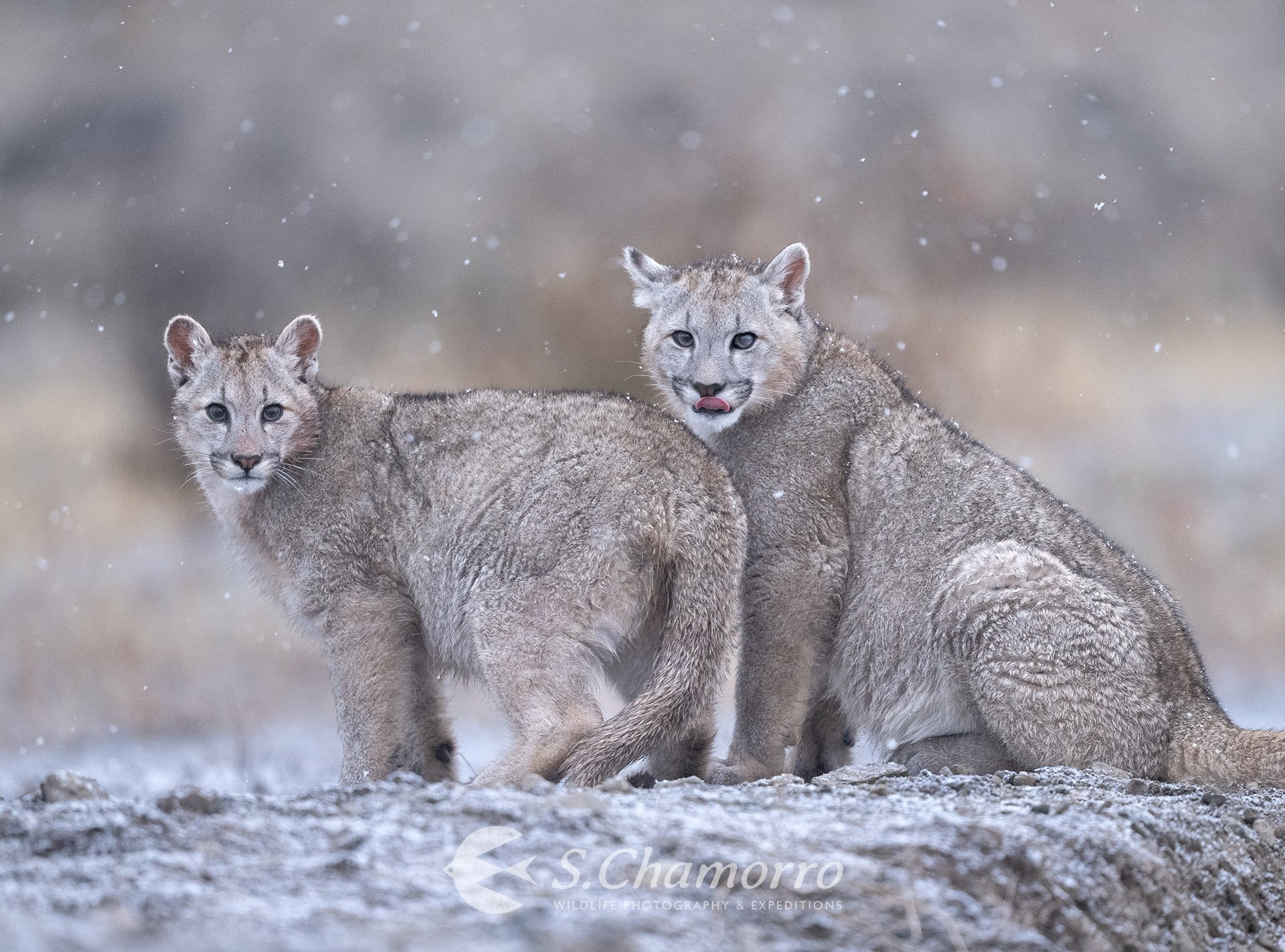 Patagonia, mucho más que pumas