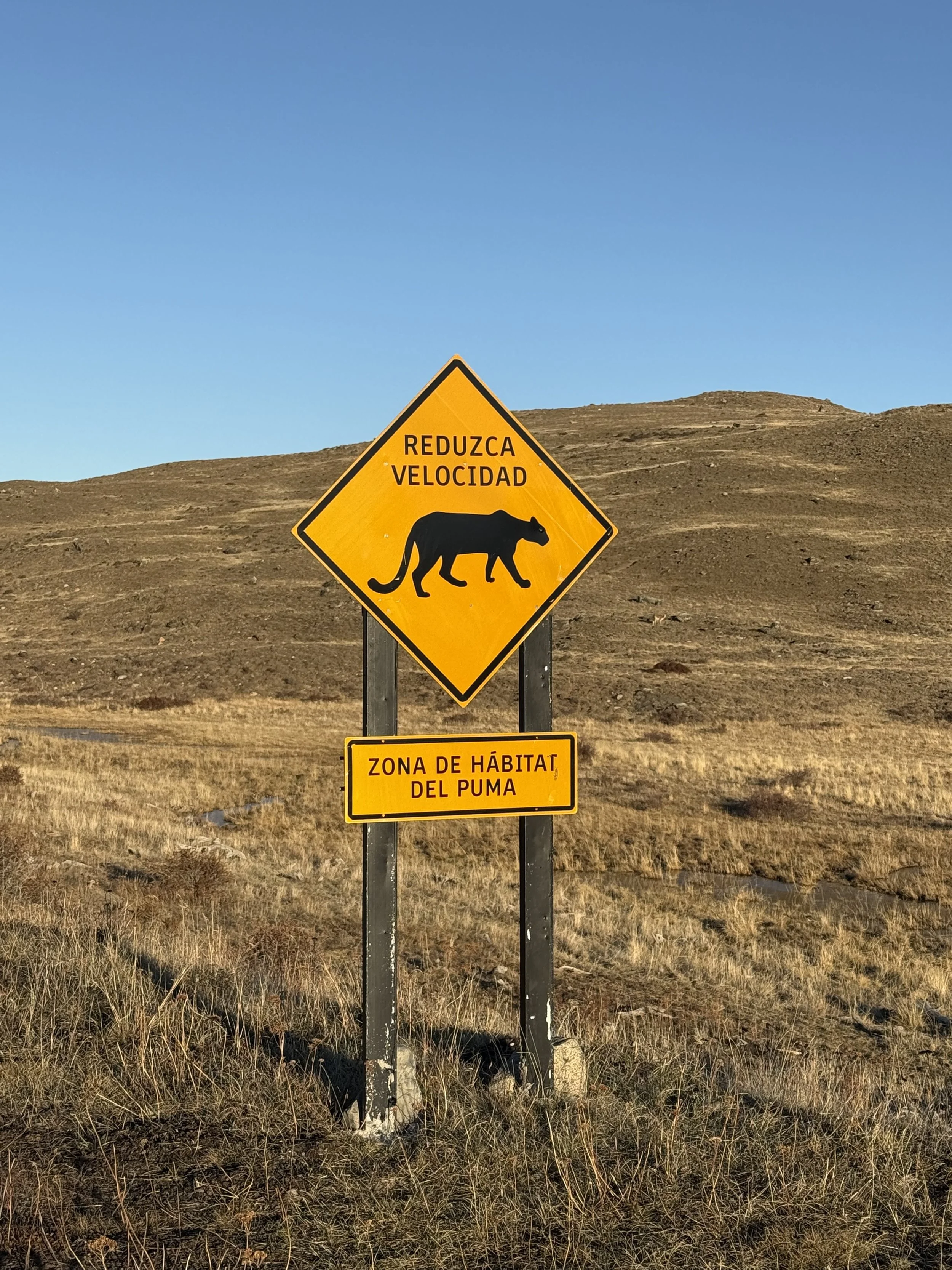 Torres del Paine pumas.jpeg