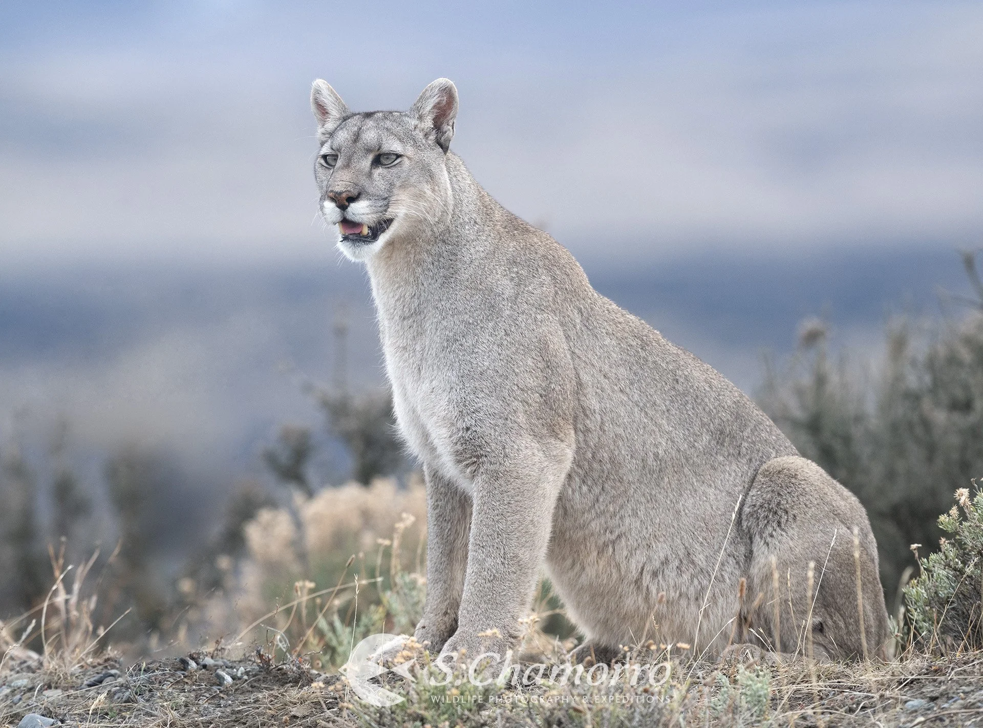Puma Escarcha Patagonia.JPG