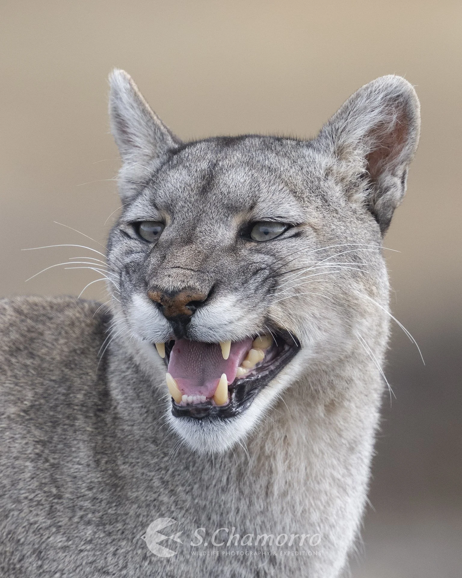 Puma call Patagonia.JPG