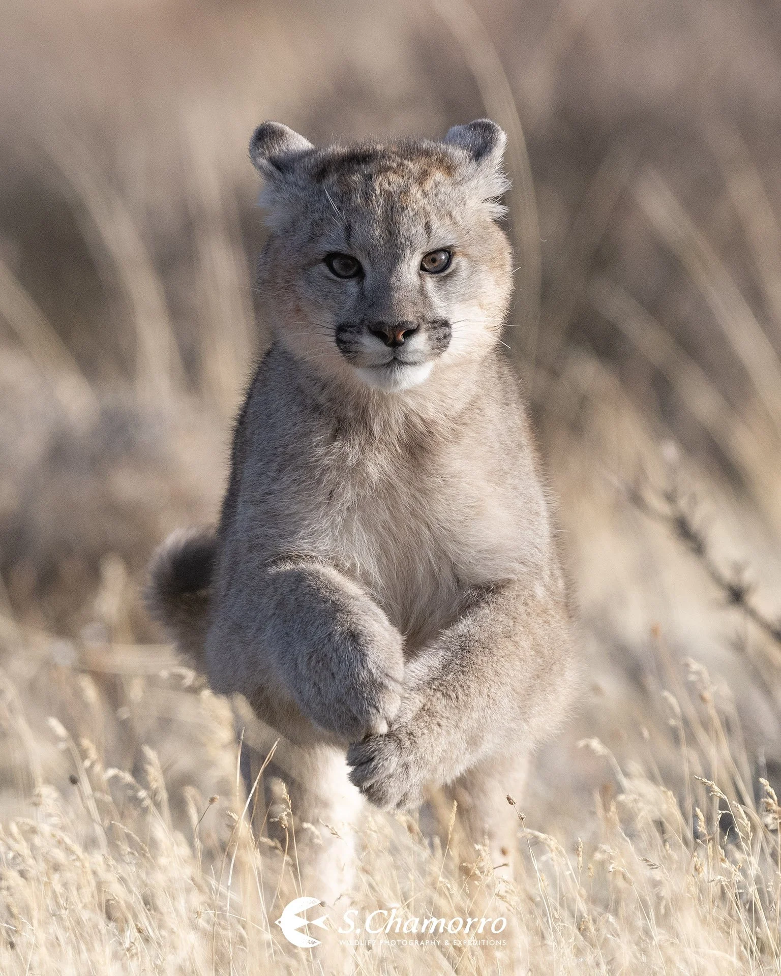 Puma cachorro Patagonia.JPG