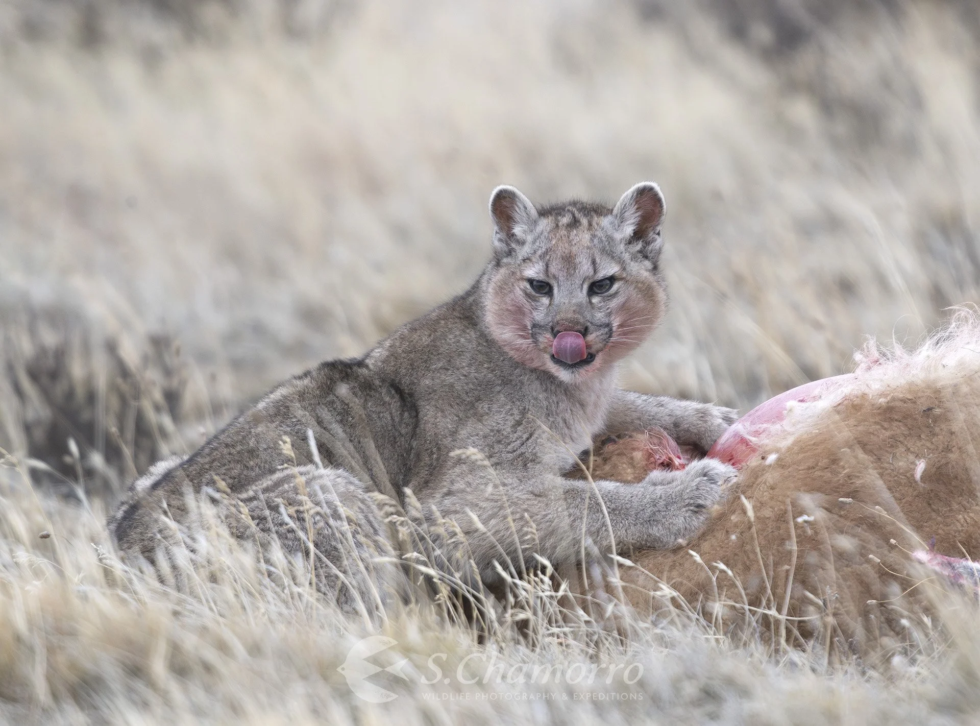 Puma eating Patagonia.JPG