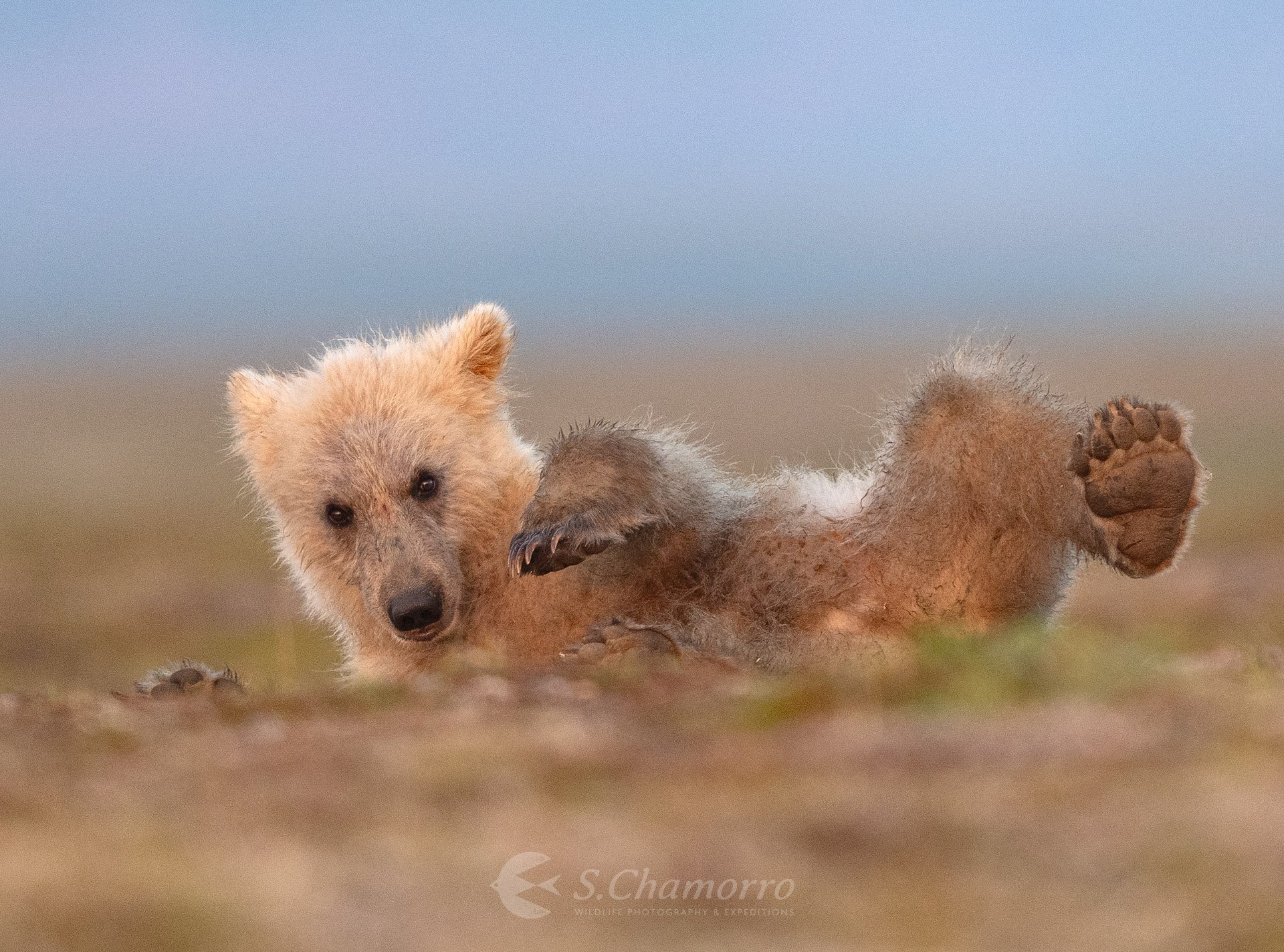 Chamorro-wildlife-photographer-alaska-katmai-osezno.jpeg