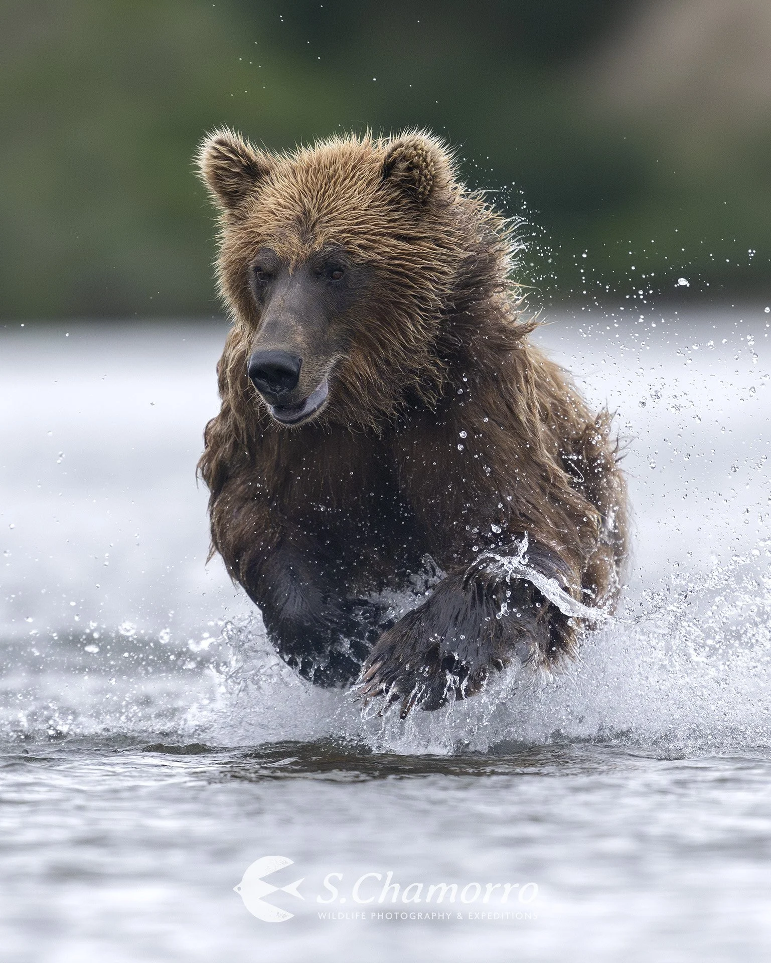Chamorro-wildlife-photographer-alaska-katmai-oso pesca 4.jpeg