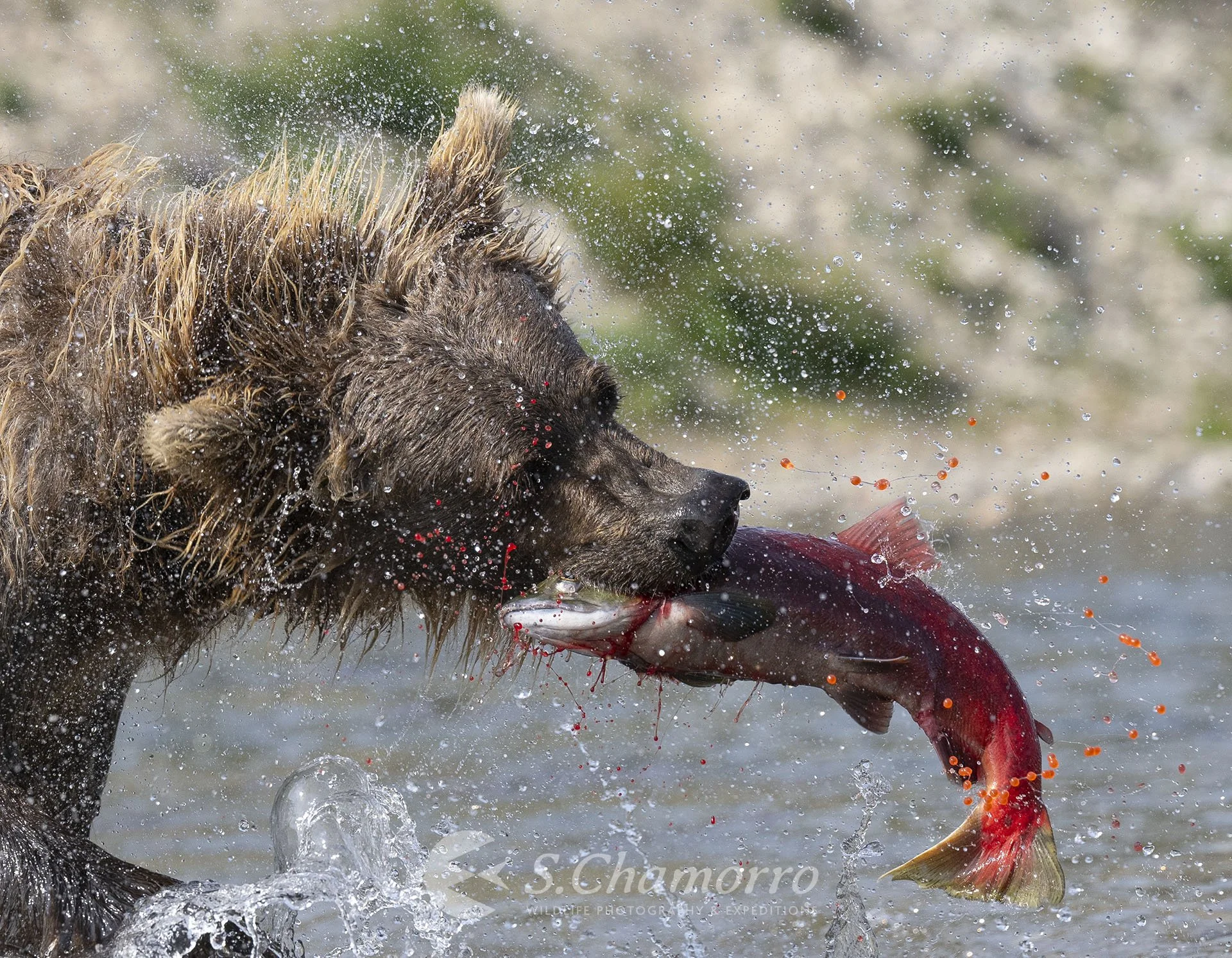 Chamorro-wildlife-photographer-alaska-katmai-oso pesca.jpeg
