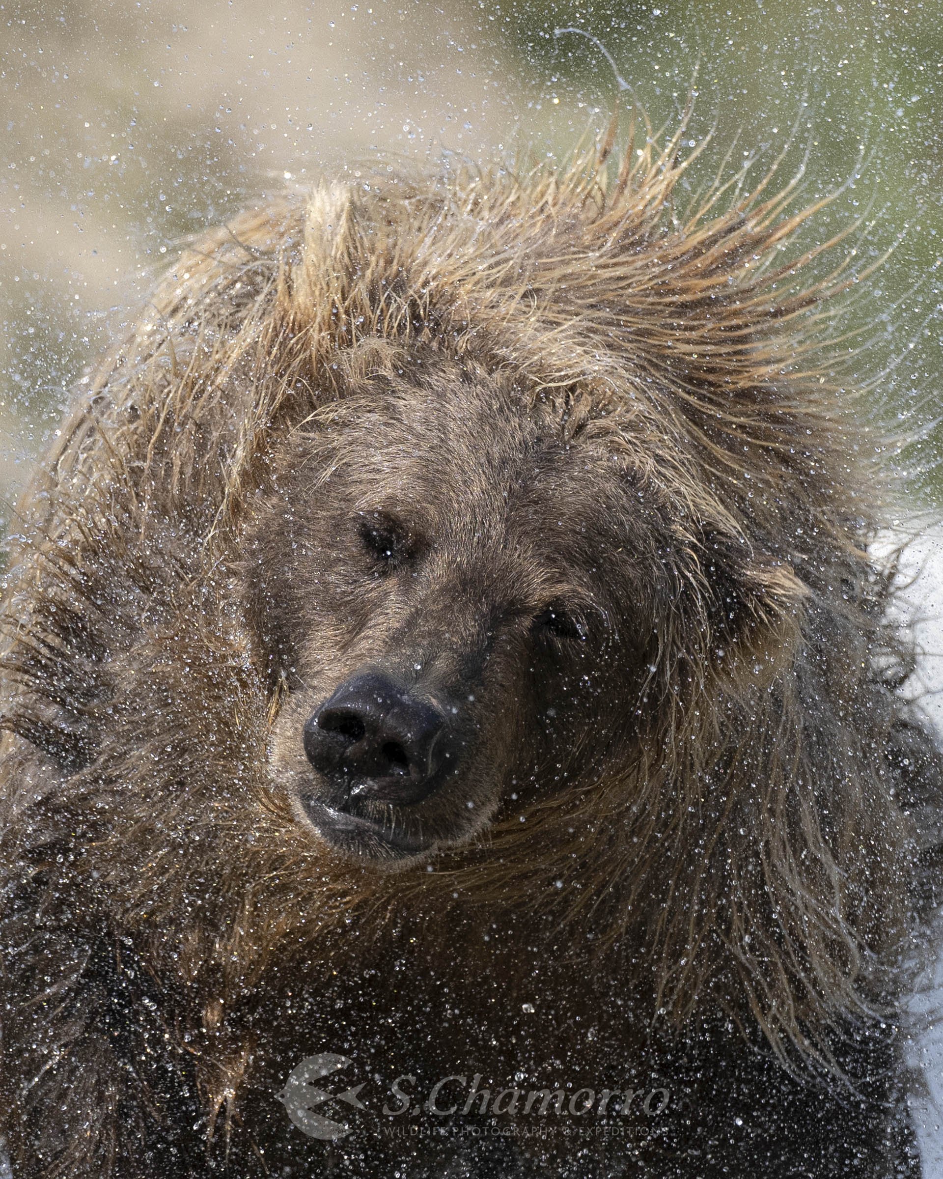 Chamorro-wildlife-photographer-alaska-katmai-oso salpicando.jpeg