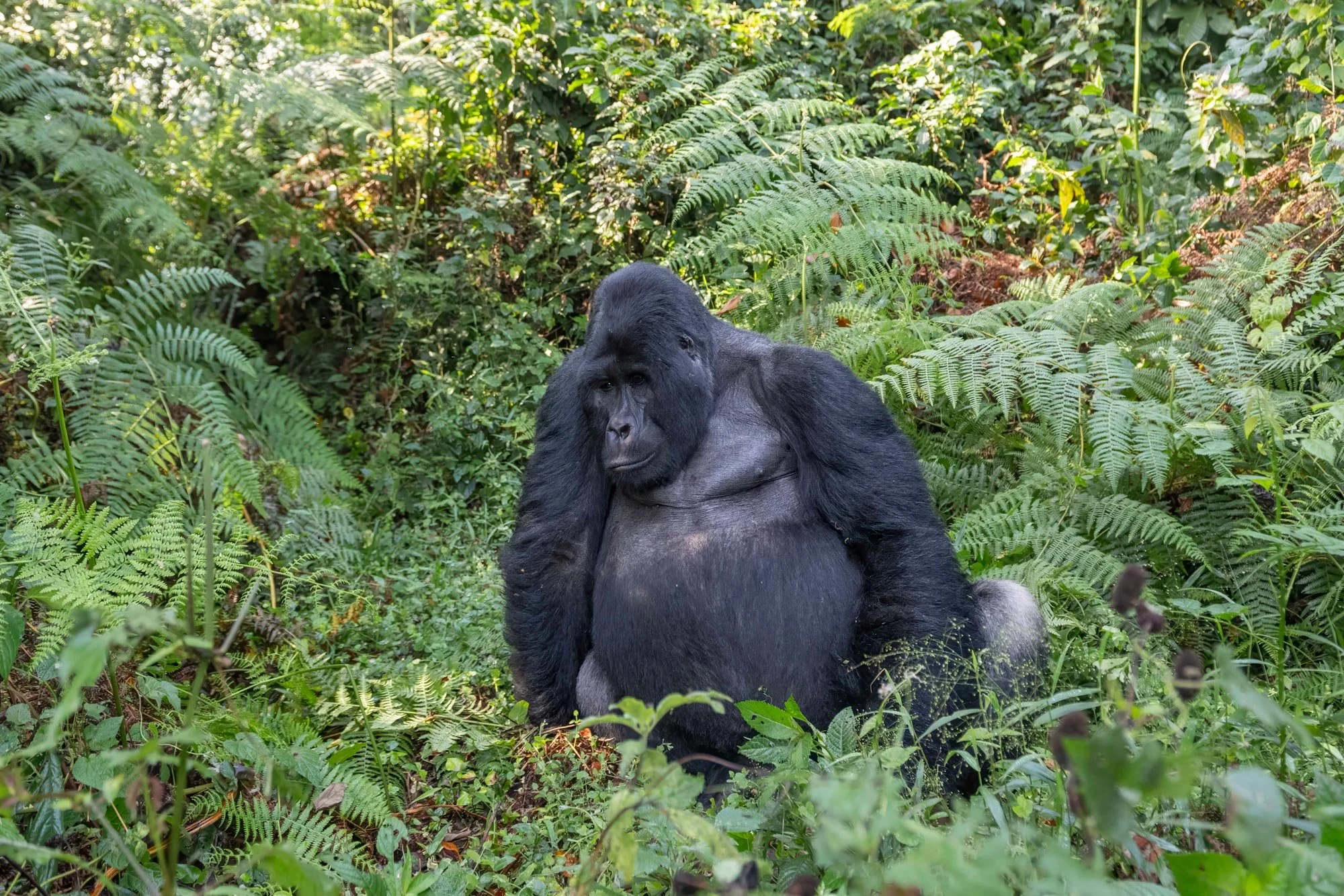 Un gorila sentado entre muchas plantas verdes y helechos en un bosque tropical.