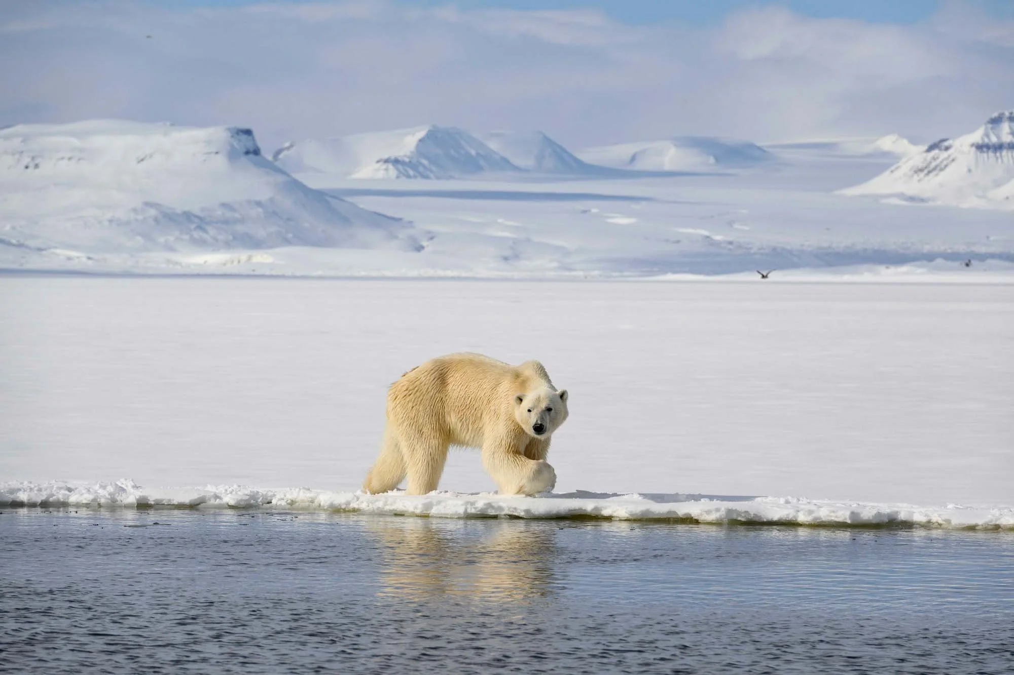 Oso polar en un paisaje de hielo y nieve con montañas de fondo y un ave volando en el cielo.