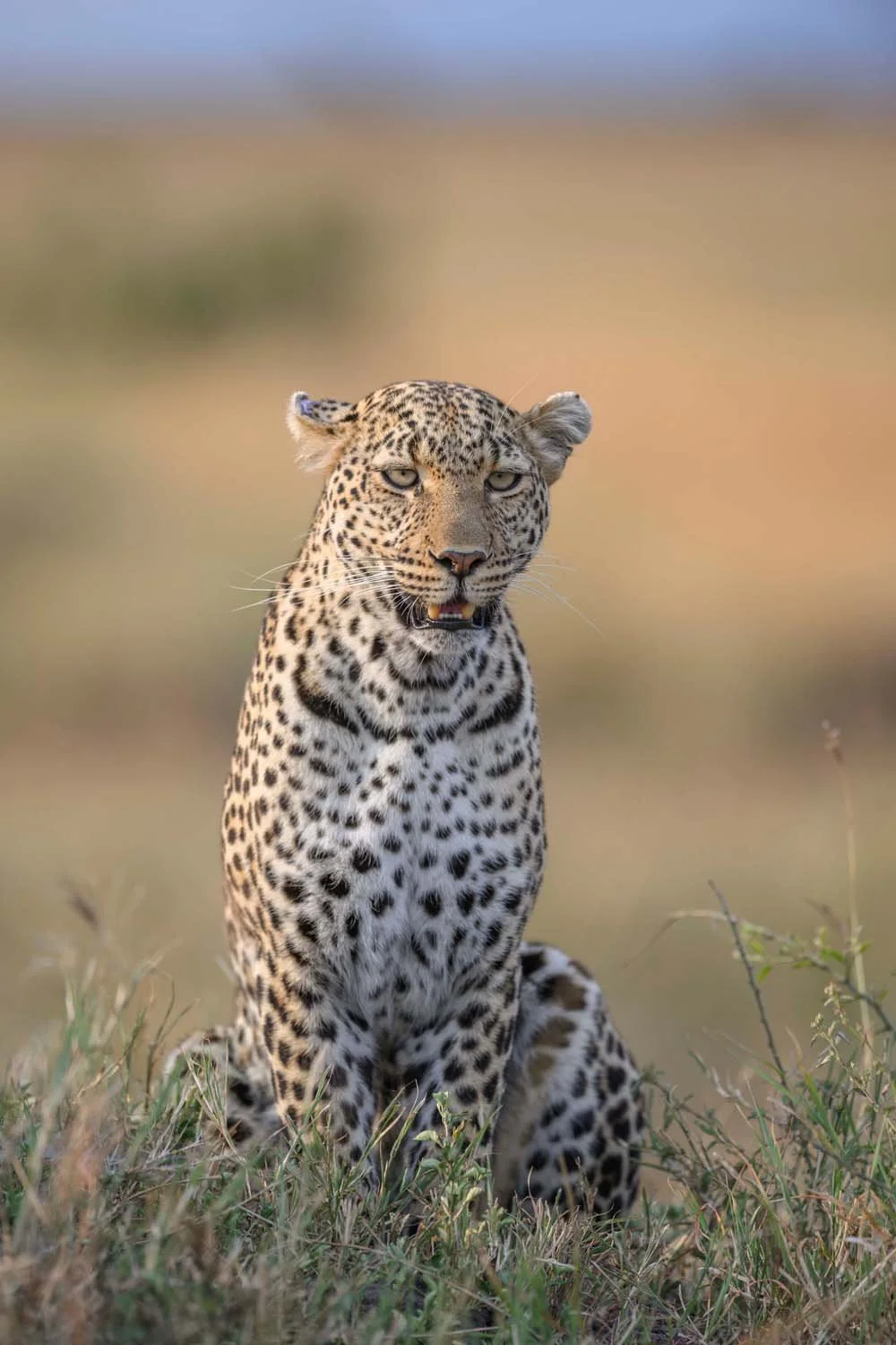 Un jaguar sentado en la hierba de la sabana, mirando hacia la cámara en un paisaje natural.