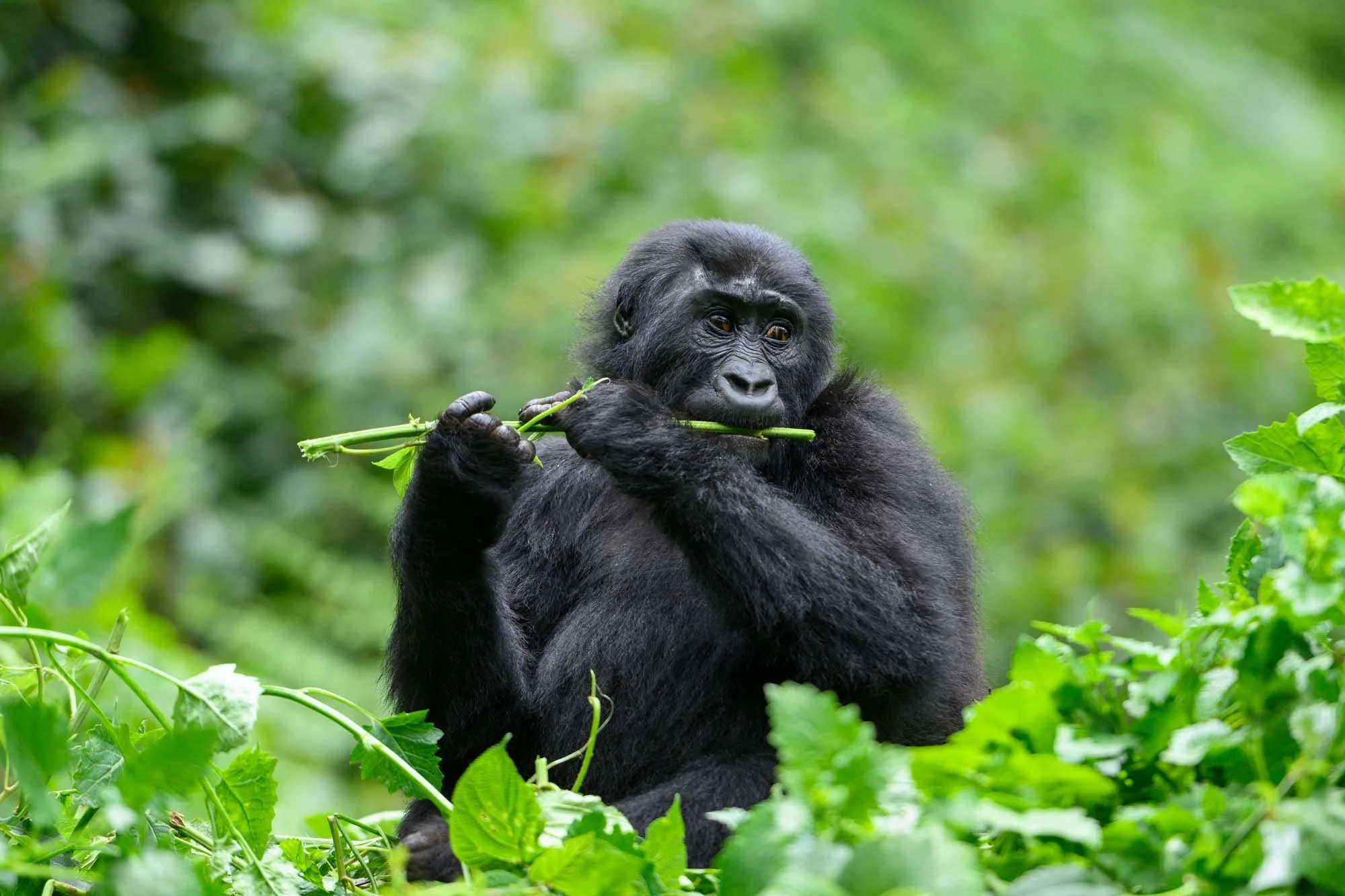 Un gorila negro sosteniendo una rama con hojas en un entorno natural de selva.