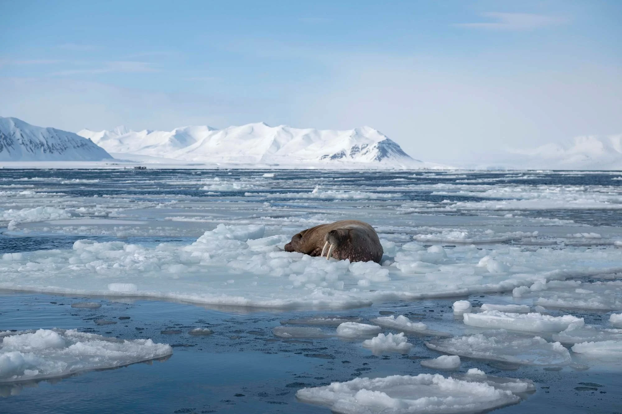 Un glaciar en el mar con icebergs flotando y una foca acostada sobre el hielo, con montañas y cielo despejado en el fondo.