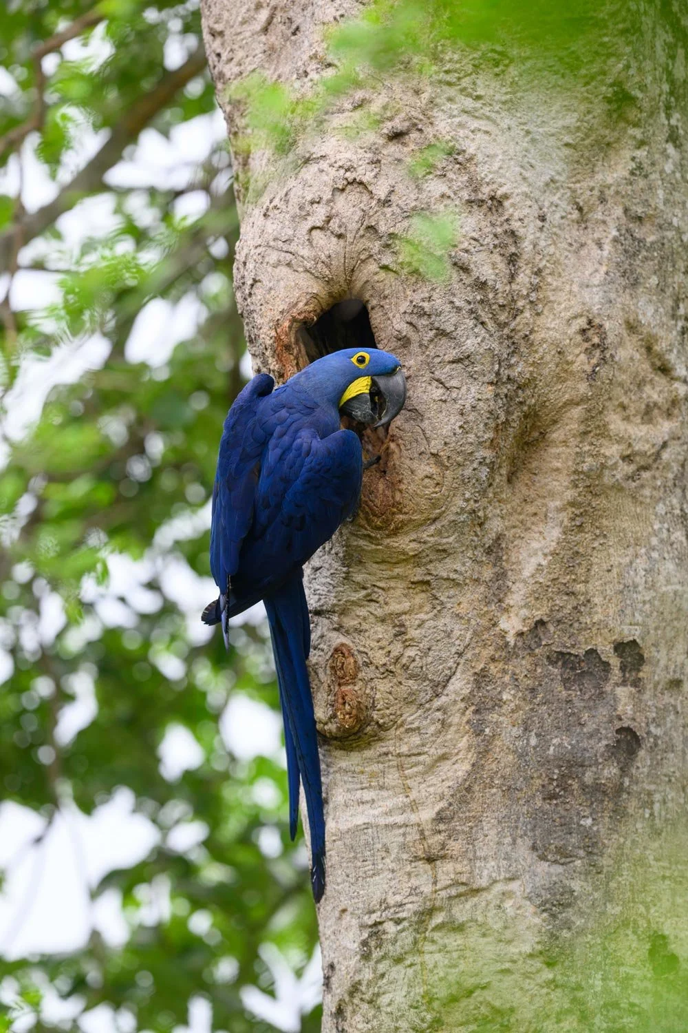 Un guacamayo azul posado en un árbol junto a un nido.
