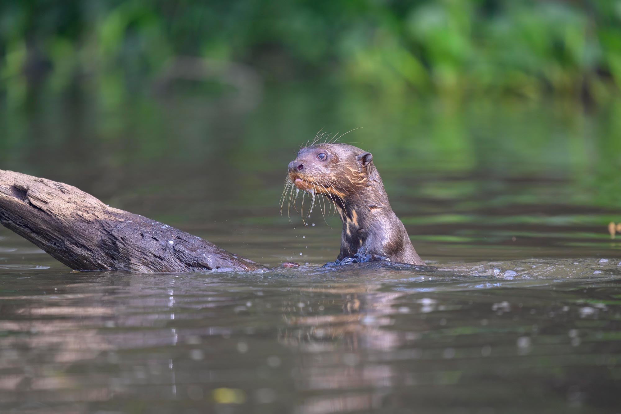 Nutria asomándose sobre una rama en un cuerpo de agua con fondo de vegetación verde.